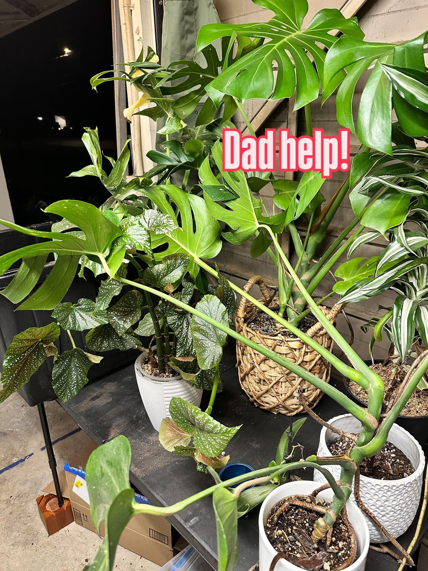 When you’re known as “The Plant Guy” and the kid shows up like:
🌱 “Dad can you save these?”
Me: …I mean, I’ll try, but these plants have seen things. 😅
Wish me luck — I’m going in with water, hope, and questionable confidence.
Stay tuned for either a miracle… or a memorial. 😂🪦🌿
#PlantGuyProblems #HouseplantRescue #PlantFail #PlantParentLife #UrbanJungleHumor #SendFertilizer #BeforeTheyFlatline 🌱