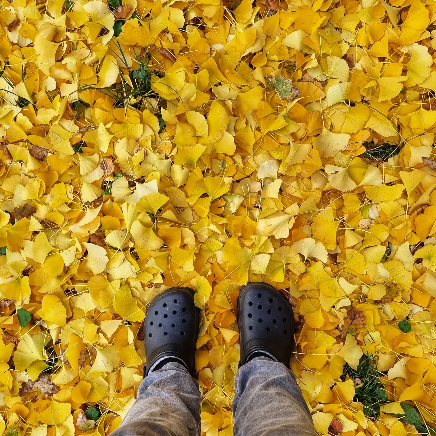 C'est de nouveau cette période de l'année : les feuilles de ginkgo forment un magnifique tapis jaune. Il fait beau et chaud aujourd'hui, mais ce sont les feuilles qui me révèlent la vraie saison. Nouvelles Crocs tout terrain ! :-)
It's that time of year again, the ginko leaves make a beautiful carpet of yellow, it's a wonderful warm, sunny day but the leaves tell me the real season. New All Terain Crocs :-)
#ginko