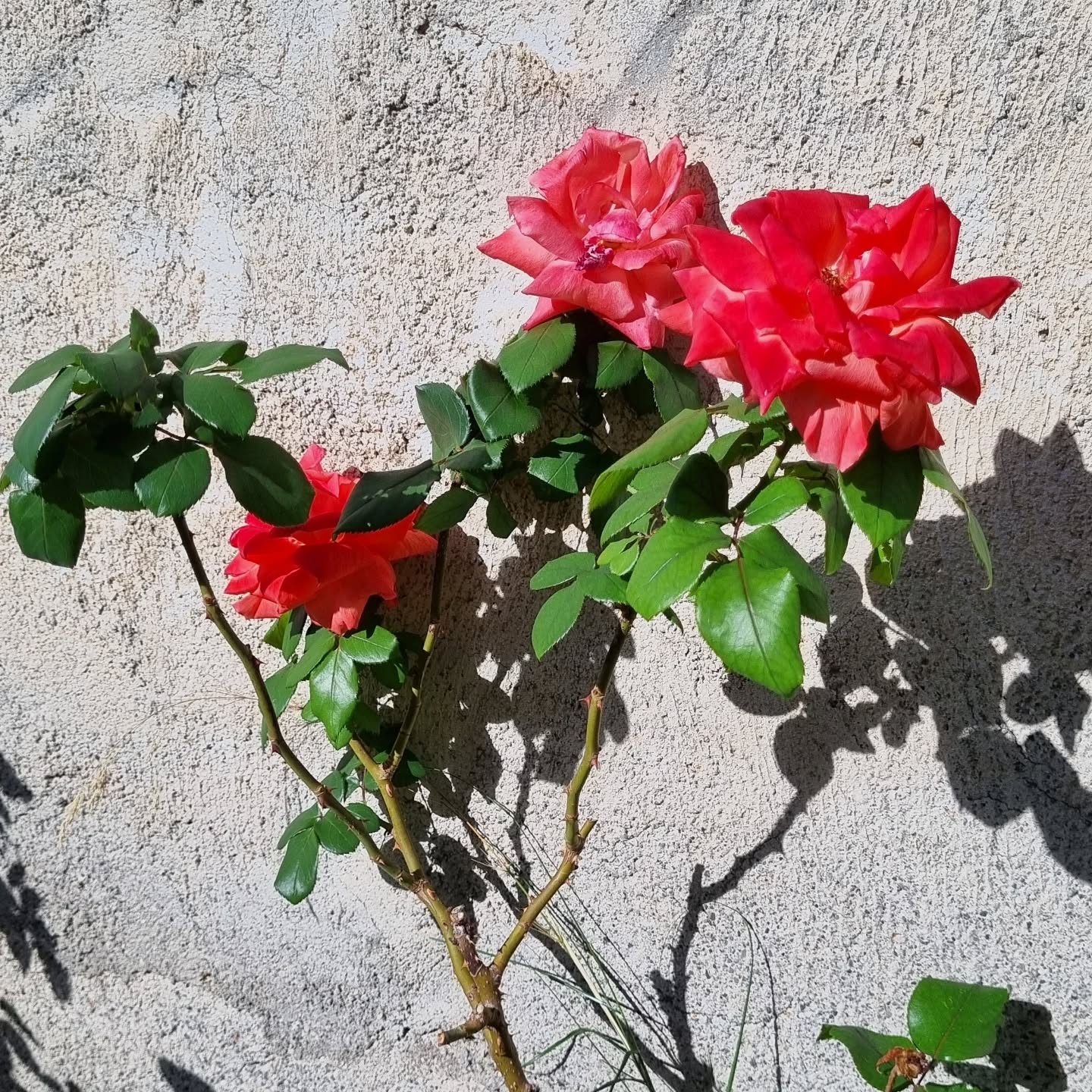 Beautiful Roses in the garden⚘️