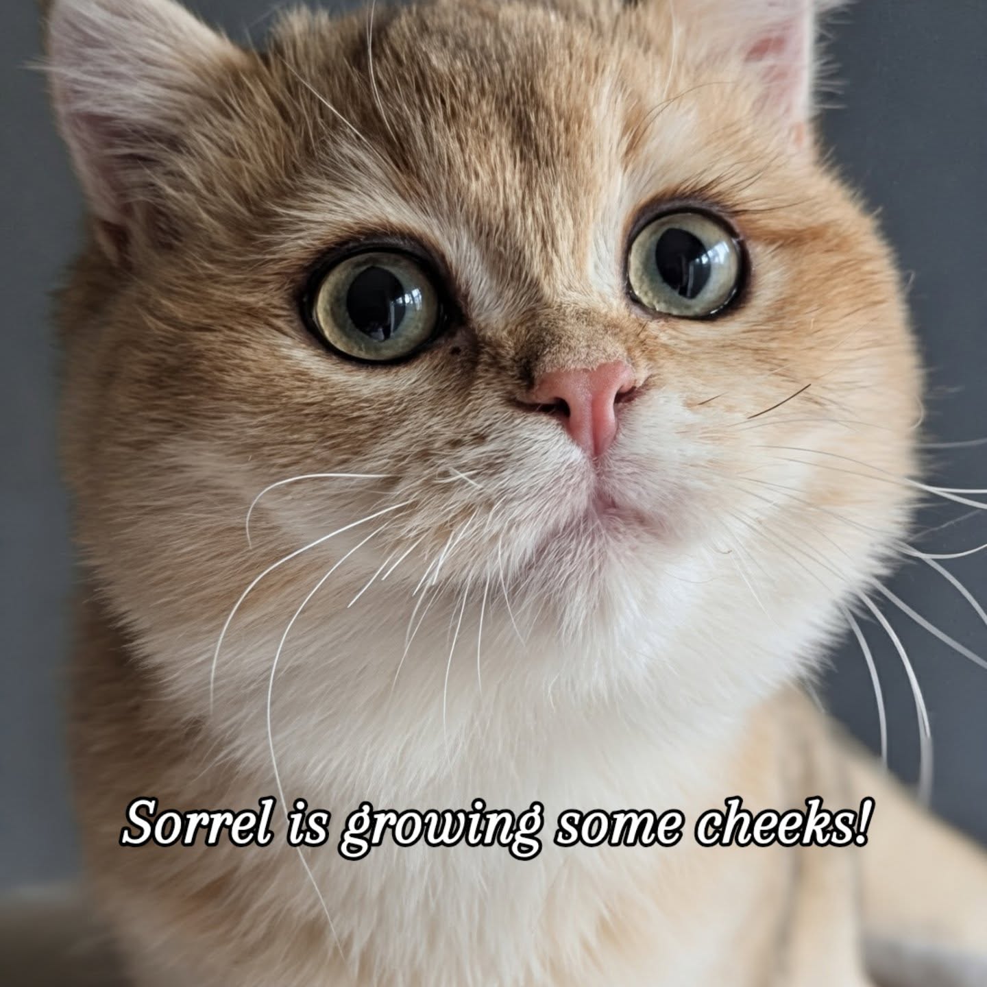 Sorrel is the last one remaining from his litter. His cheeks are finally growing and he is turning into the iconic British Shorthair! He's very playful.
#loveofbrits #blackgolden #britishshorthair #ny11