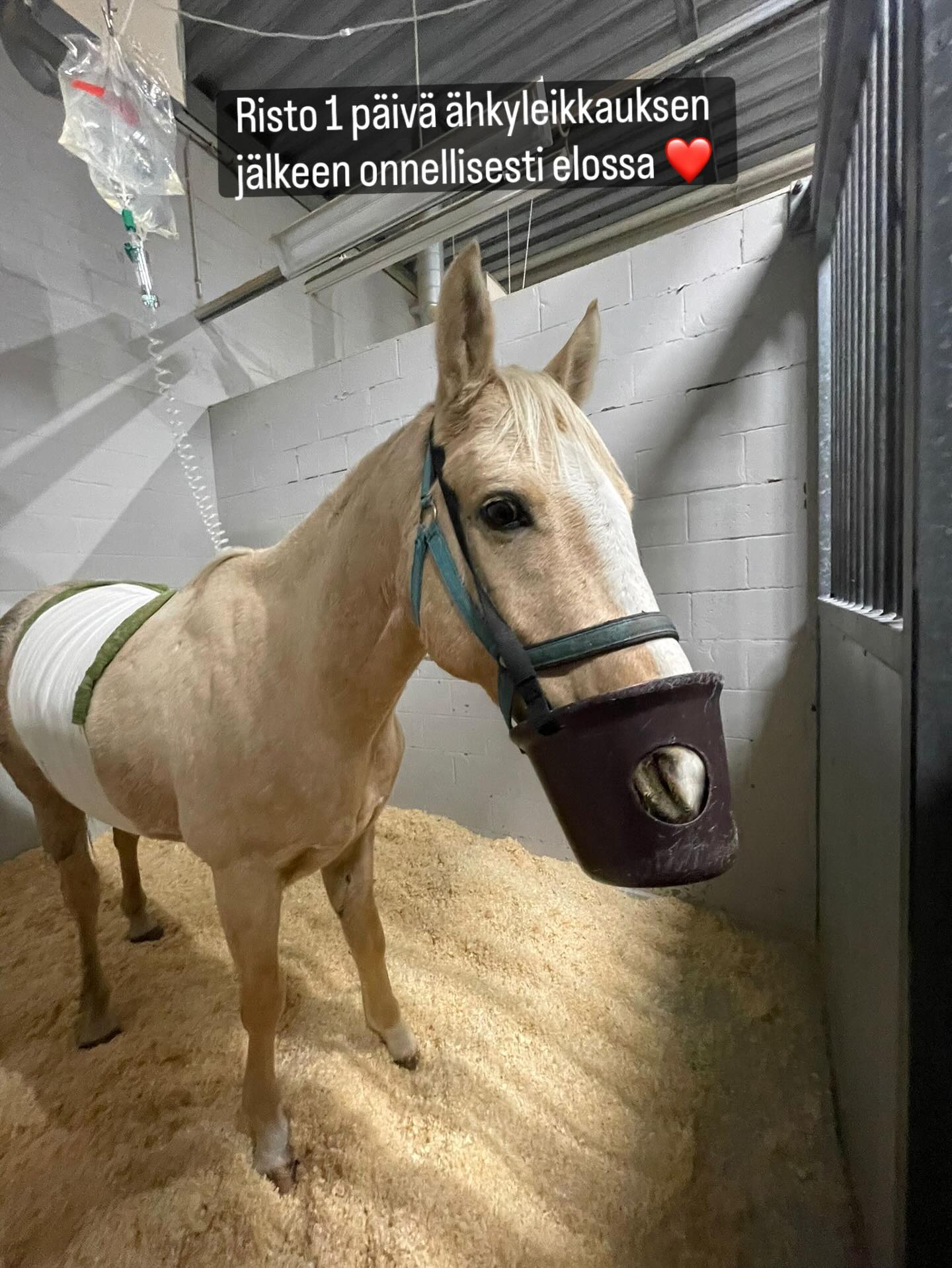 Riston oma ihminen Lilli kävi tänään moikkaamassa Ristoa Viikissä päivä ähkyleikkauksen jälkeen. Risto oli pirteä oma itsensä ja tutki taskuja namien toivossa. ❤️
Ristolla on vähän kuumetta ja suoli ei vielä toimi kunnolla. On ainakin vielä tämän päivän nenä-mahaletkussa.
Eläinlääkärin mukaan kaikki on kuitenkin just niin hyvin, kun näin ison leikkauksen jälkeen voi olla.
Muutaman päivän päästä pitäisi olla jo suurimmat riskit takana, kunhan vaan sinne asti päästään. 🤞🤞🤞
Tässä vaiheessa sellainen olo ainakin vielä, että onneksi lähdettiin leikkaamaan. ❤️
#goldriverrockingrooster
#ähkyleikkaus
@yliopistollinenelainsairaala