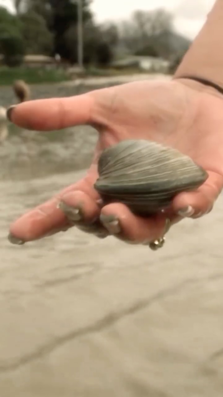 Cockles - tuangi😋😋😋
Inā te reka.
See how this rohe are working to preserve this taoka.
Tūturu te noho
Tūturu te hono
Tūturu ake nei
Mō Kā Uri | Kāi Tahu 2050