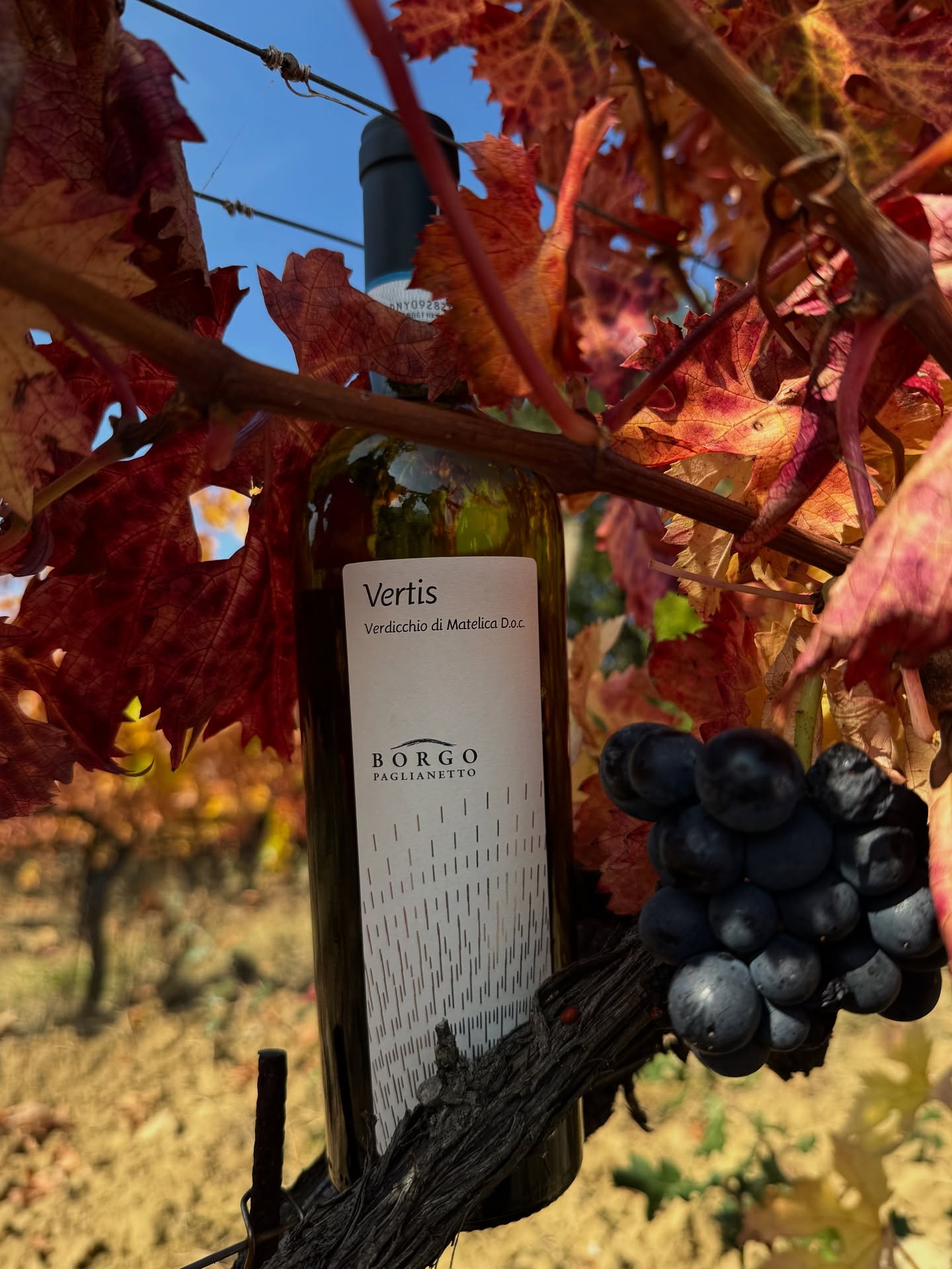 ✨ Il nostro rosso vestito di bianco torna protagonista.
Il 30 novembre vi aspettiamo in cantina per una verticale esclusiva di “Vertis”, il fiore all’occhiello di Borgo Paglianetto.
Scoprite come il nostro vitigno storico sa rivelare tutta la sua potenza, eleganza e anima nel tempo.
Dall’annata 2018 alla 2023 in anteprima esclusiva!
Food by @ristorante.misidia
Interlocutori:
@sommelierstefano
@pierpaolorastelli
@nicholasbratti
📅 30 novembre
📍 Borgo Paglianetto
📞 Prenotazioni: 346 725 0920
🎟️ Posti limitati — prenotate subito la vostra esperienza!
✨ Our red dressed in white takes the stage again.
Join us on November 30th for an exclusive vertical tasting of “Vertis”, the true gem of Borgo Paglianetto.
Discover how our historic grape expresses its power, elegance, and timeless soul.
From 2018 to 2023!
📅 November 30
📍 Borgo Paglianetto Winery
📞 Bookings: +39 346 725 0920
🎟️ Limited seats — book your experience now!
#BorgoPaglianetto #Vertis #Verdicchio #WineTasting #WineExperience