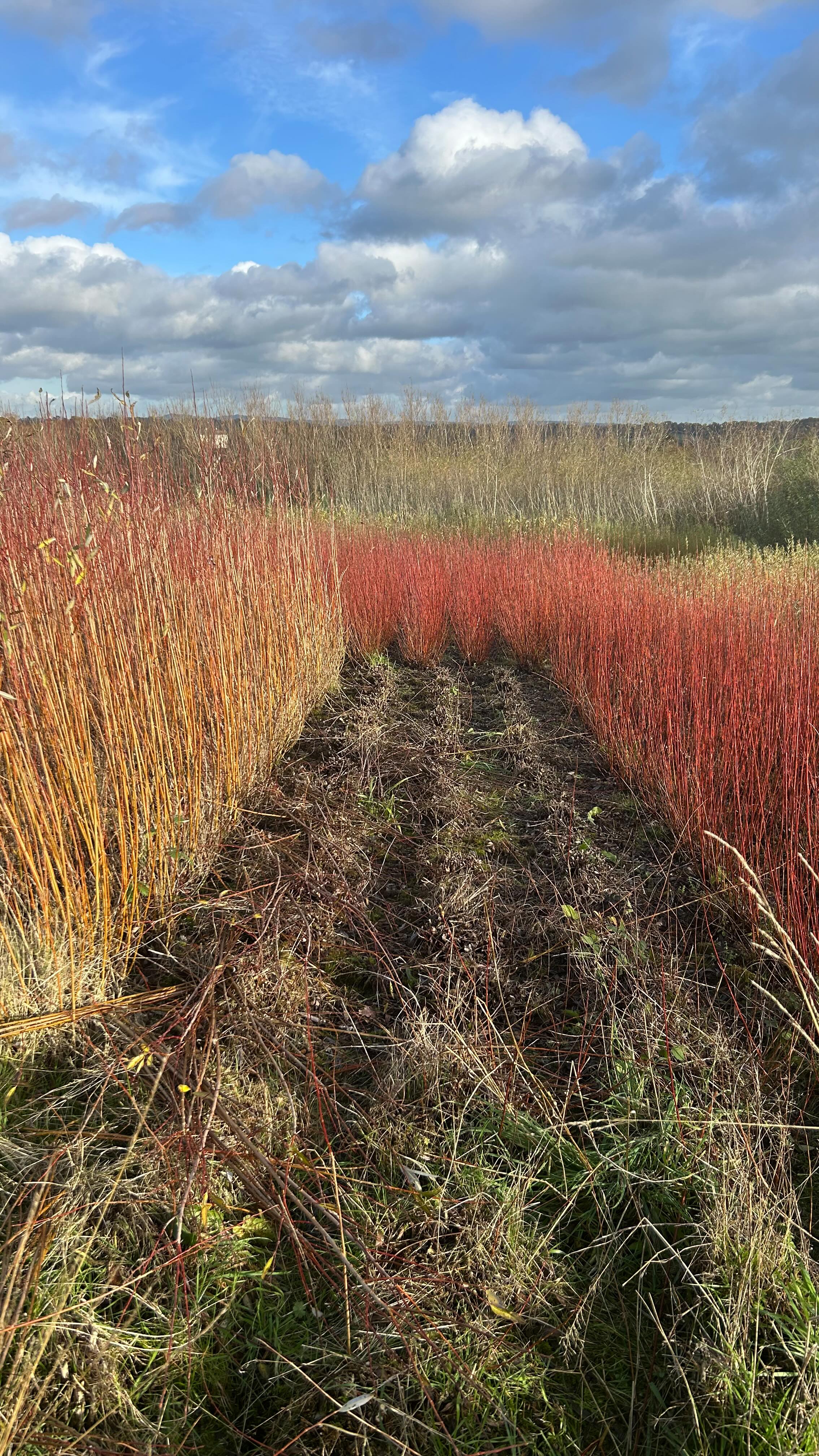 This Flanders Red (salix alba x fragilis) is one of the first willows in our field to lose its leaves, and so it is where we began our harvest for this year.
This variety with its vibrant red and orange colours and almost waxy bark, is a favourite of ours to weave baskets with. It also seems quite hardy, tough and resistant to pests, in our experience at least, and does well in our soils and location.
The hot dry spring and summer we had this year is definitely reflected in the willow’s growth and yield, but we’re sure that once we have sorted and seasoned all these rods there will be plenty for us to work with.
•
#willow #harvest #harvesting #willowweaving #basketmaking #basketry #contemporarycraft #madebyhands #growyourown #slowcraft #sustainablelife