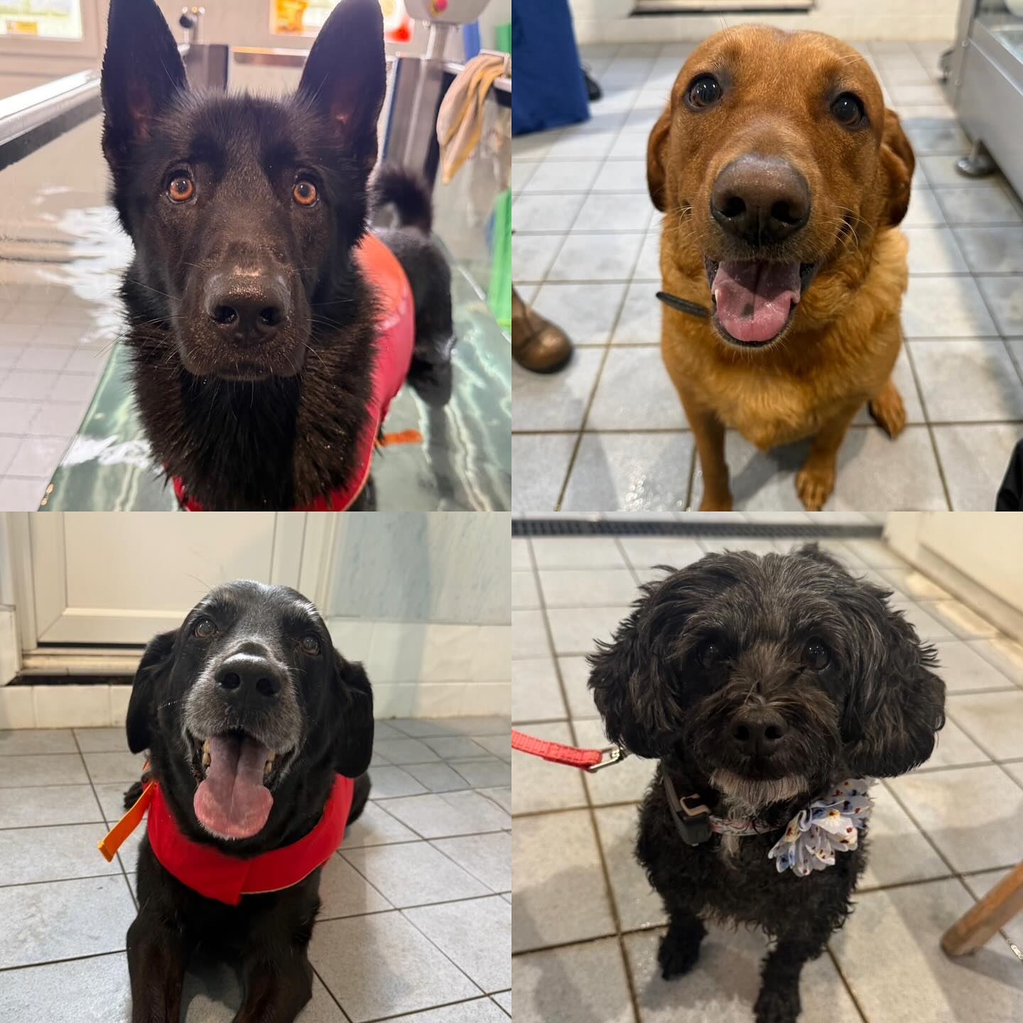 Please welcome all of the new faces that have started with us in the last couple of weeks. 🐶🦴
Bento (Cross) Muscle Asymmetry over pelvis (LH), Cruciate Surgery Prev
Buddy (Labrador) R shoulder instability
Oreo (Labrador) OA
Betsy (lhasapoo) Luxating Patella’s
Gia (Min Dachshund) Prev IVDD
Simba (Welsh Sheepdog) Joint Stiffness an VCLE
Bandit (Cockerpoo) DJD
Odin (Rottweiler) Fitness
Harley (Boxer) TTA plaiting and OA
Denim (Border Pap) Fitness
Winnie (Cockerpoo) L1-L3 Hemilaminectomy
Fergie (Labrador) Fitness and Weight Loss
Chloe (Labrador) Pain in shoulders and elbows
Lottie (Springer Spaniel) R elbow arthrodesis and multiple degenerated discs
Saphira (Siberian Husky) Fitness
Gus (Min Dachshund) Fitness
Allan (GSD) Arthritis in hips
Trigger (IVDD) Right Hemilaminectomy T8/T12
Dolly (Spaniel x Border Terrier) Arthritis and weight loss
Bow (Springer Spaniel) Humeral Intercondylar Fissure (Bilat Surgeries)
Mia (Labrador x Spaniel)
Alfie (Border Collie) Arthritis
Winnie (Luxating Patella RH)