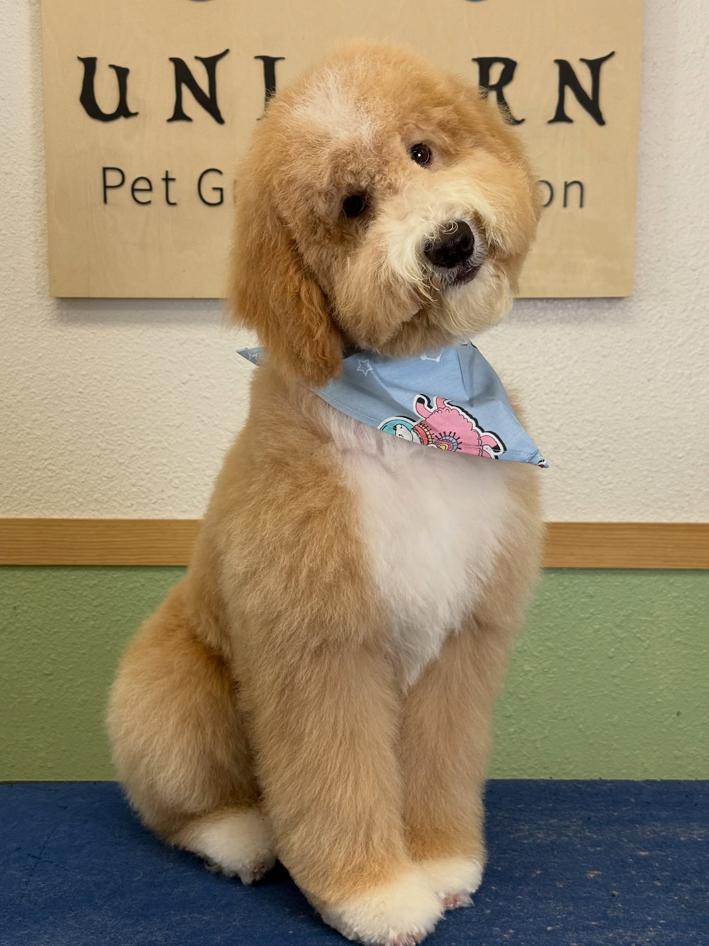 Transform your pet’s look with precision and care. ✨
At Unicorn Pet Salon, every grooming session is tailored to your furry friend’s unique needs.
📍 18582 Beach Blvd STE 8C, Huntington Beach, CA 92648
📞 949-508-9155
🐾 Ready to book? Tap the link in our bio to reserve your appointment today!
💻 https://www.unicornpetsalon.com/book-online
#bestgroomer #doggroomers #doggroomersalon #doggrooming #doggroominglife #doglovers #dogoftheday #groomer #groomersofinstagram #grooming #haircut #petgroomer #petgroomers #petgrooming #petstylist #poodle #poodlegram #poodlegrooming #poodlelife #poodlelover #poodleoftheday #poodlepuppies #poodlepuppy #poodles