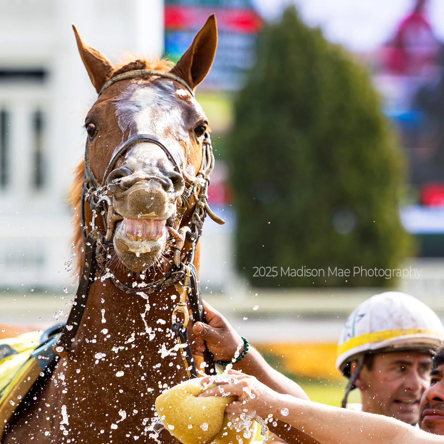 Lennie G finished 4th in his first start at Churchill Downs last weekend and he seems pretty okay with that! 😄 One of many Promises Fulfilled progeny that have come through our barn, this 2-year-old is owned by Baron Thoroughbreds LLC and @winstarfarm.
📸 @madisonmae_photography