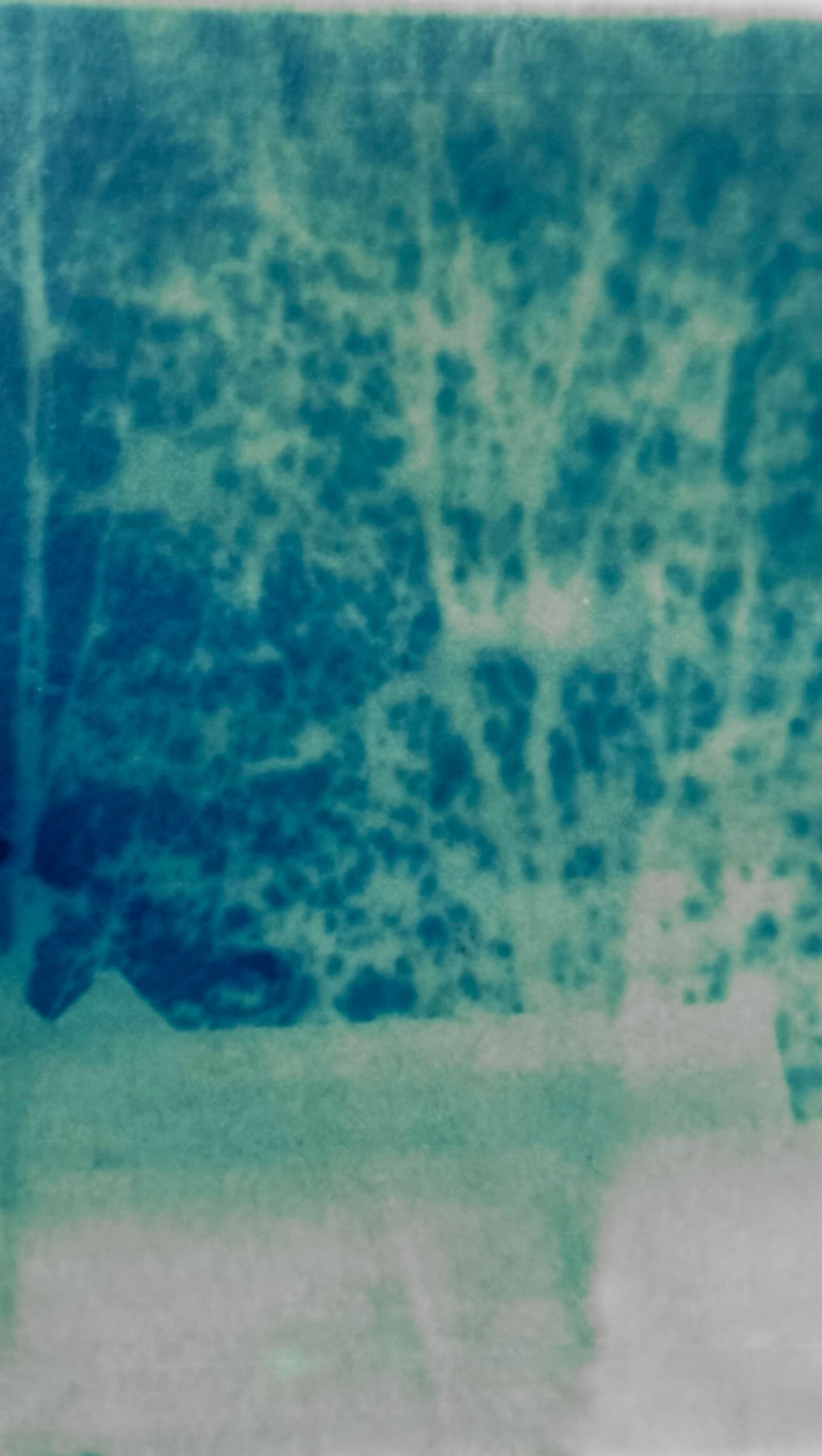 Experimenting with large format in-camera cyanotype photography - thankfully no fire damage to camera! #firehazard #largeformatphotography #cyanotype