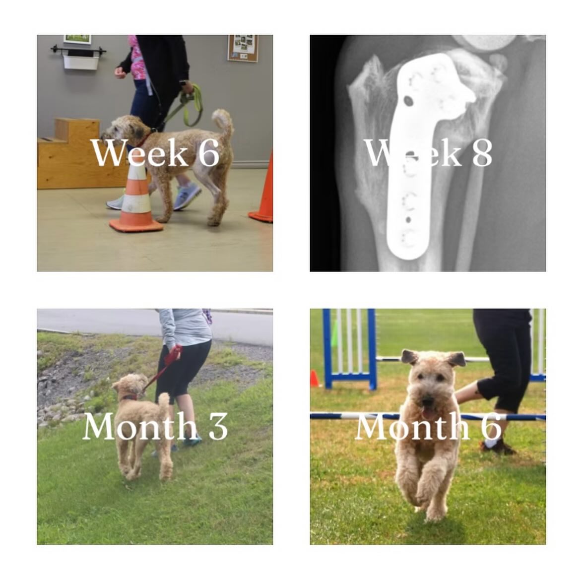 Link in bio
Browse real patient TPLO recovery albums.
Shared by owners throughout their dog’s recovery; showing real healing and my check-ins along the way.