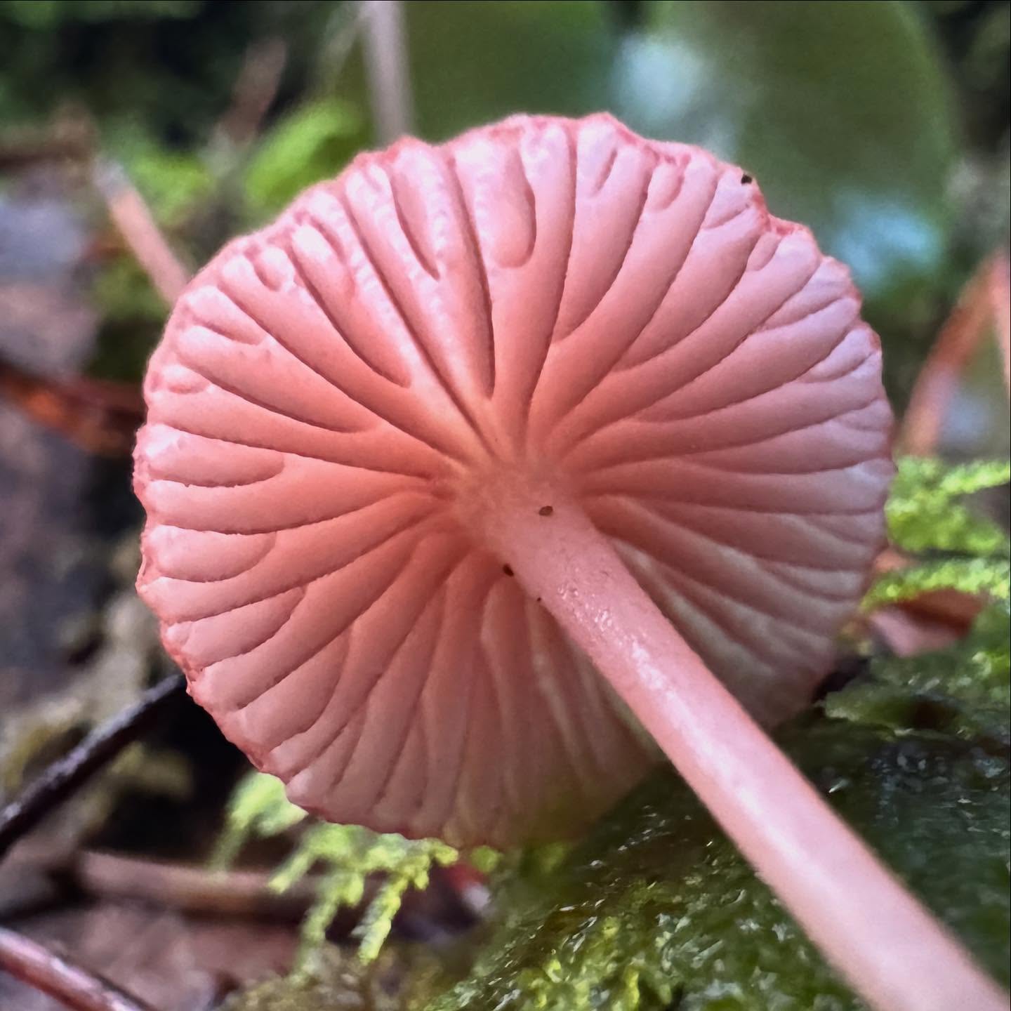 Rosehette (mycena rosella) 🌹
En nydelig hettesopp som vokser alene eller i grupper i barskog. Den er ganske liten, så vi måtte tett på for å få et fint bilde! Hatten er rosenrød med stripet hattekant, og skivene blekrosa med rød skiveegg. Den tynne stilken er blekrosa, med hvitlodden pels nederst. Ikke matsopp.
#rosehette #mycenarosella #mycena #hettesopp #sopp #sopptur #soppjakt #soppsesong #skog #utpåtur #soppdilla #sopptillyoudrop #svamp #setas #hongos #pilze #grzyby #mushroom #mushrooms #wildmushrooms #mushroomhunting #mushroomsofinstagram
#mushroomphotography #shrooms #fungus #fungi #funghi #fantasticfungi #mushroomsoftheworld