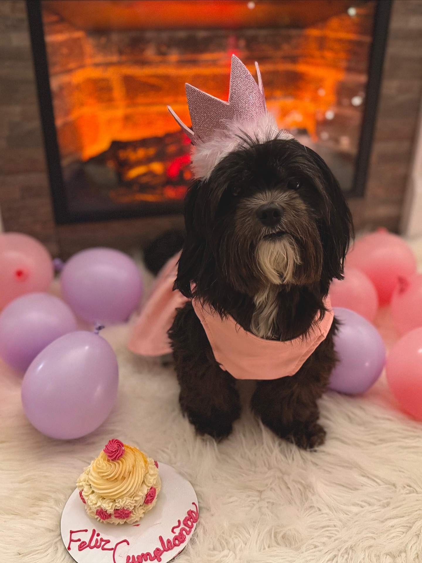 El día 11 de Noviembre Kira cumplió sus 7 añitos 🎉😍 Esa bebé hermosa tuvo una celebración de lujo y su mamita nos envió las fotos desde Pennsylvania. Un besote a esa niña y muchas bendiciones ❤️✨😘
ㅤ
#shihtzu #shihpoo #birthdaydog #cumpleaños #perros