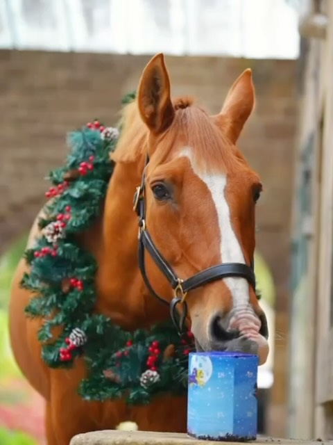 🎄🐴 Festive news from Sterling Equine Therapy! 🐴🎄
We’re so excited to share that we’ll be stocking the SELL-OUT EquiPacs Advent Calendars right here at Sterling Equine Therapy this Christmas season! ✨
Back for 2025, these popular calendars have been created in partnership with Highland Horse Sweets and are filled with 24 days of delicious handmade treats your horse will love. Behind each door, you’ll find a variety of ginger, mint, carrot, cinnamon, and cranberry flavours, beautifully shaped into festive designs like stars, puddings, candy canes, and gingerbread men.
There’s even a little extra magic — one lucky calendar hides a Golden Ticket, winning a custom crochet pony of your own horse, complete with its very own EquiPacs T-shirt.
🎁 Calendars will be available to purchase directly from the Therapy Barn when you visit for your horse’s session.
They sold out quickly last year, so we’d recommend reserving yours early to avoid missing out.
📩 Message us or speak to a member of the team during your next visit to secure yours!
@equipacs
#SterlingEquineTherapy #EquiPacs #HighlandHorseSweets #HorseAdventCalendar #EquineHydrotherapy #EquineRehabilitation #EquineChristmas #HorseTreats