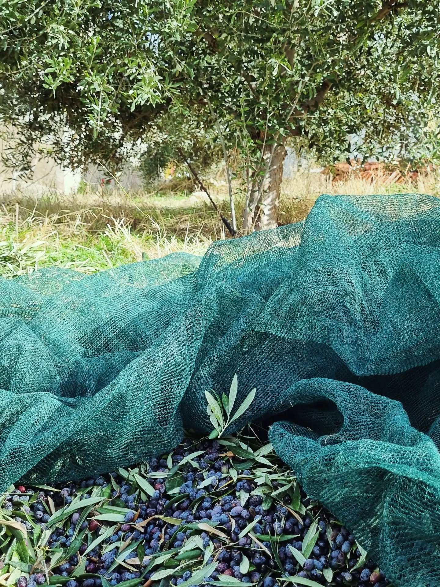 Olives harvest day