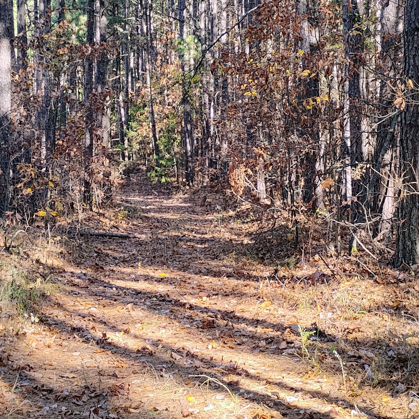 There's something about a hike during in the Fall.....