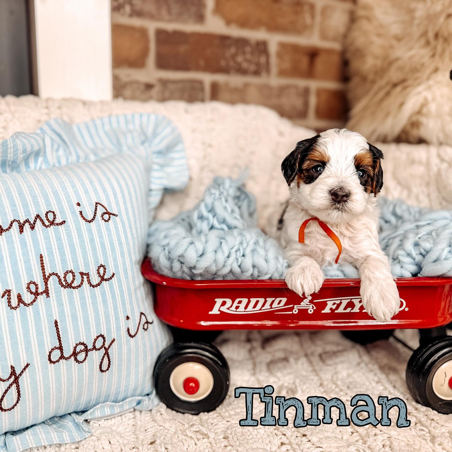 Our Toffee × Jasper “Oz” babies are 4.5 weeks old and following the yellow brick road straight into new adventures! 🌈
They’ve expanded their play places, started tasting yummy “munchkin” meals, begun gentle kennel introductions, and are spending a little less time with Mom as they learn brave new independence.
Every day brings new sights, sounds, and textures—because we’re busy raising little pups with brains, hearts, and courage. 💛🧡🤍
There’s truly no place like SMD for growing confident, well-rounded puppies!
#southernmeadowsdoodles #miniaustralianlabradoodle #australianlabradoodlebreeder #wizzardofoz #australianlabradoodlepuppy #puppyculturebreeder #puppylove