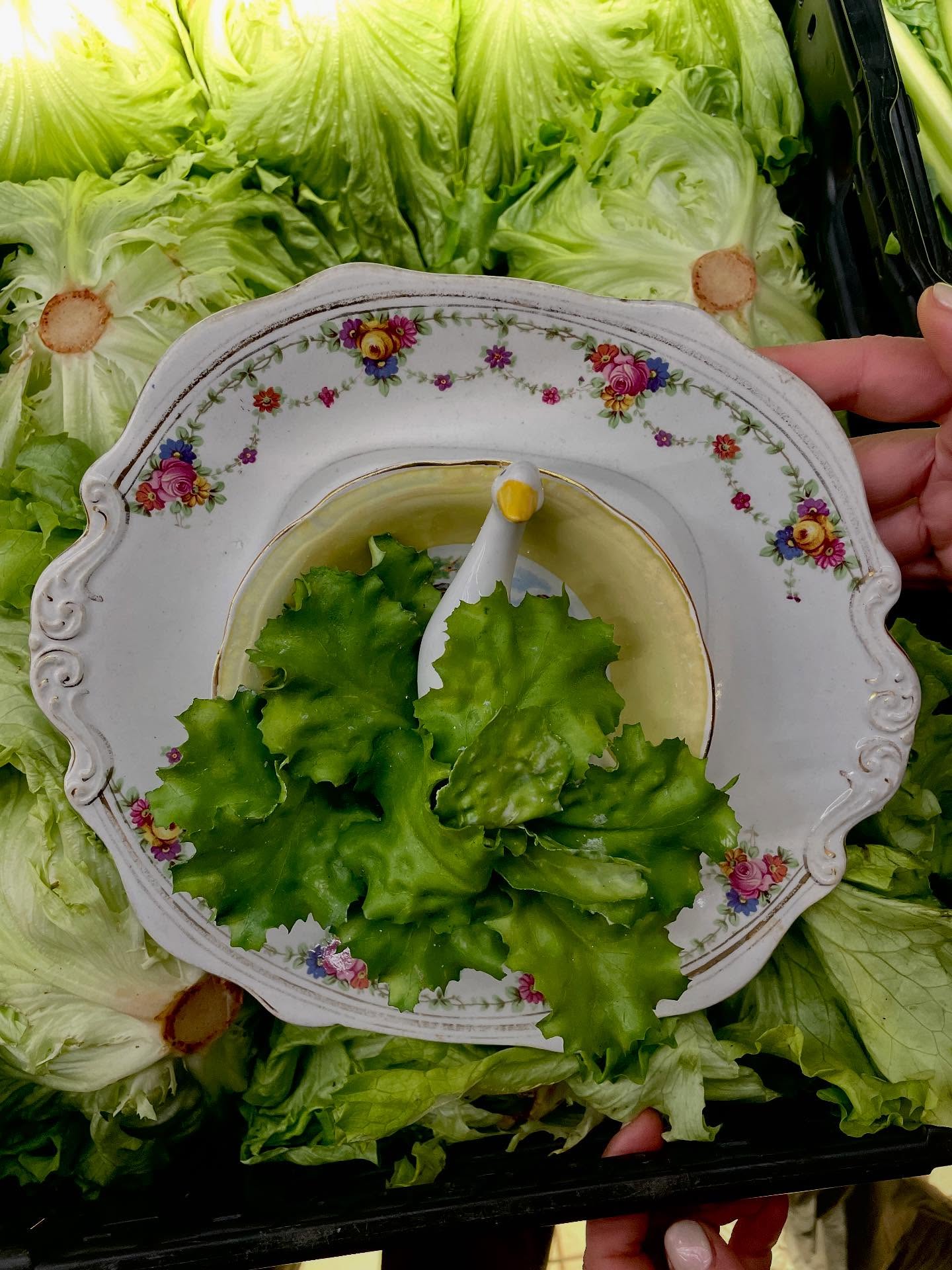 Little Foie Gras 🥬🪿🤏🏻
the only one.