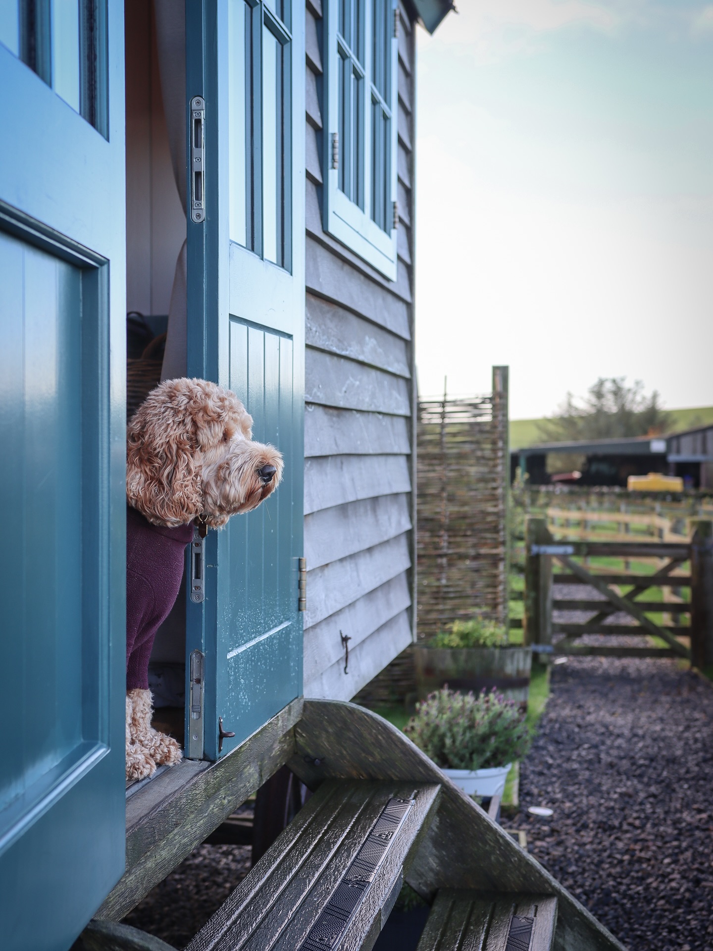 Enclosed Garden = The Ultimate Crumble-Approved Furcation Spot 🐾
We’ve just spent a night at Little Lamberton Shepherd’s Hut in the Scottish Borders — and yes, it has an HUGE enclosed garden! 🌿✨
Crumble took her job very seriously and inspected every corner of the space… multiple times. After weeks without proper off-lead time (cheers, storm season 🙃), her zoomies were long overdue and honestly? Hilarious.
A cosy hut, peaceful views and a safe spot for Crumble to explore = the perfect little escape.
Bookable via @pawsandstaytravel
#dogfriendlystay #littlelamberton #dogfriendlyscotland #furcation #enclosedgarden #shepherdshutstay #dogfriendlygetaway