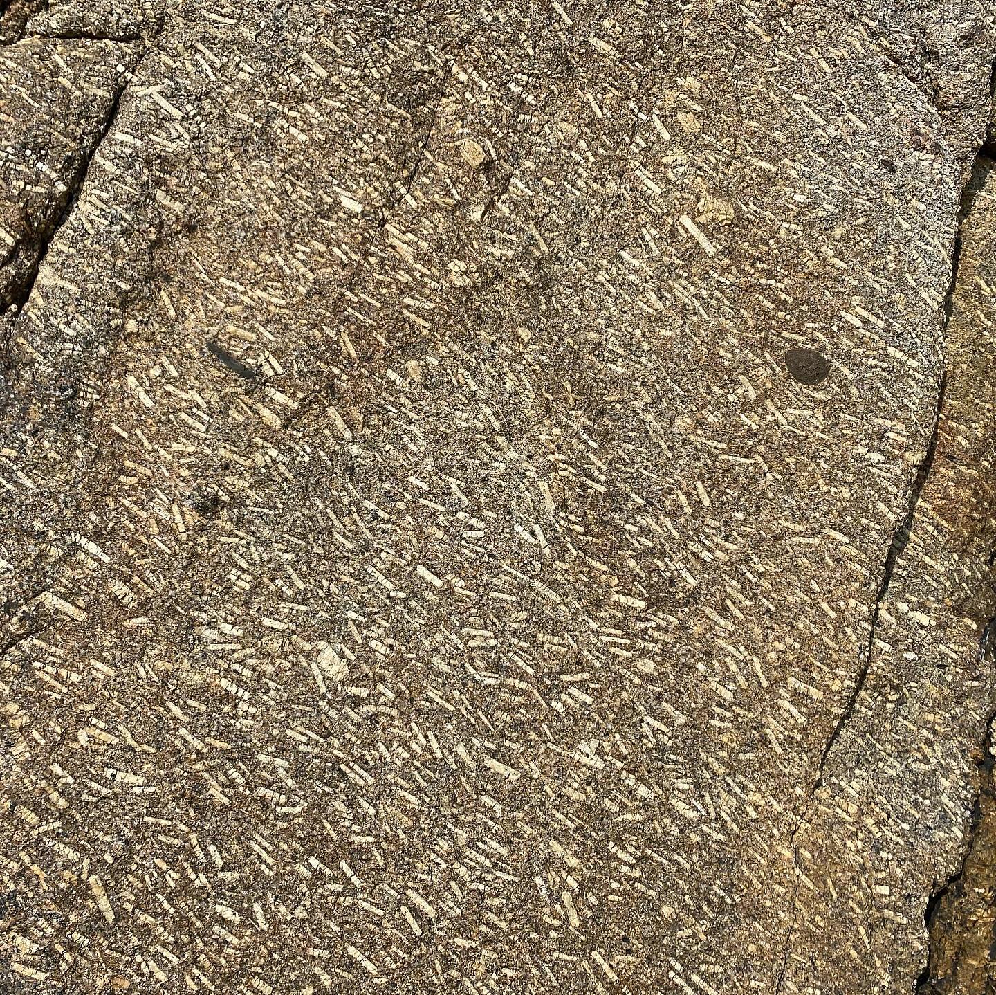 Aligned alkali feldspar phenocrysts in the Land’s End Granite at Porthcurno.
For scale, the brown, rounded enclave towards the right is approx. 50 mm across.
Alkali feldspar phenocrysts occur in different quantities and sizes across the Cornubian Batholith.
Also called orthoclase or K-feldspar, they’re tabular in shape and possess a crystallographic property known as simple twinning.
A phenocryst is a mineral in an igneous rock that is larger than the groundmass. It’s a textural description and a rock containing phenocrysts can be called a porphyry (adj. porphyritic).
Their larger size could be due to having longer to grow, or if the magma they form in has the right ingredients/conditions to promote growth of that type of mineral.
Alkali feldspar has a low nucleation potential (they don’t like to start growing) but in a magma full of aluminium once they start they grow big!
The Al-rich nature of these granites makes them peraluminous, meaning the total aluminium content outweighs the total sodium + potassium + calcium content.
This gives us an indication of where melts come from that form granite. Sedimentary rocks, particularly clay-rich ones, contain a lot of aluminium. When heated up and metamorphosed they can begin to melt, which is likely to be the source of these granites.
It’s now widely accepted that these phenocrysts form from a crystallising melt. However, reasons for why they occur is still unclear.
It could be they were transported up from a deeper magma chamber. Their size and distribution could be controlled by volatile content in the magma. It could be down to mixing of different intrusions. Or all 3!
The laminar or sometimes more turbulent patterns in their orientation, likely due to magmatic flow during emplacement.
#feldspar #igneous #landsendgranite #cornwall #cornwallcoast #cornishcoast #walkingcornwall #explorecornwall #lovecornwall #cornwallgeology #cornishgeology #geology #geologyrocks #geolife #geologist #geologistsofinstagram #learninggeology #geoadventure #exploregeology #geologicalwonders #porthcurno #penwith #geologyfieldtrip #mineralogy #granitecoast #petrology #phenocryst #geologylife #granite #cornishgranite
