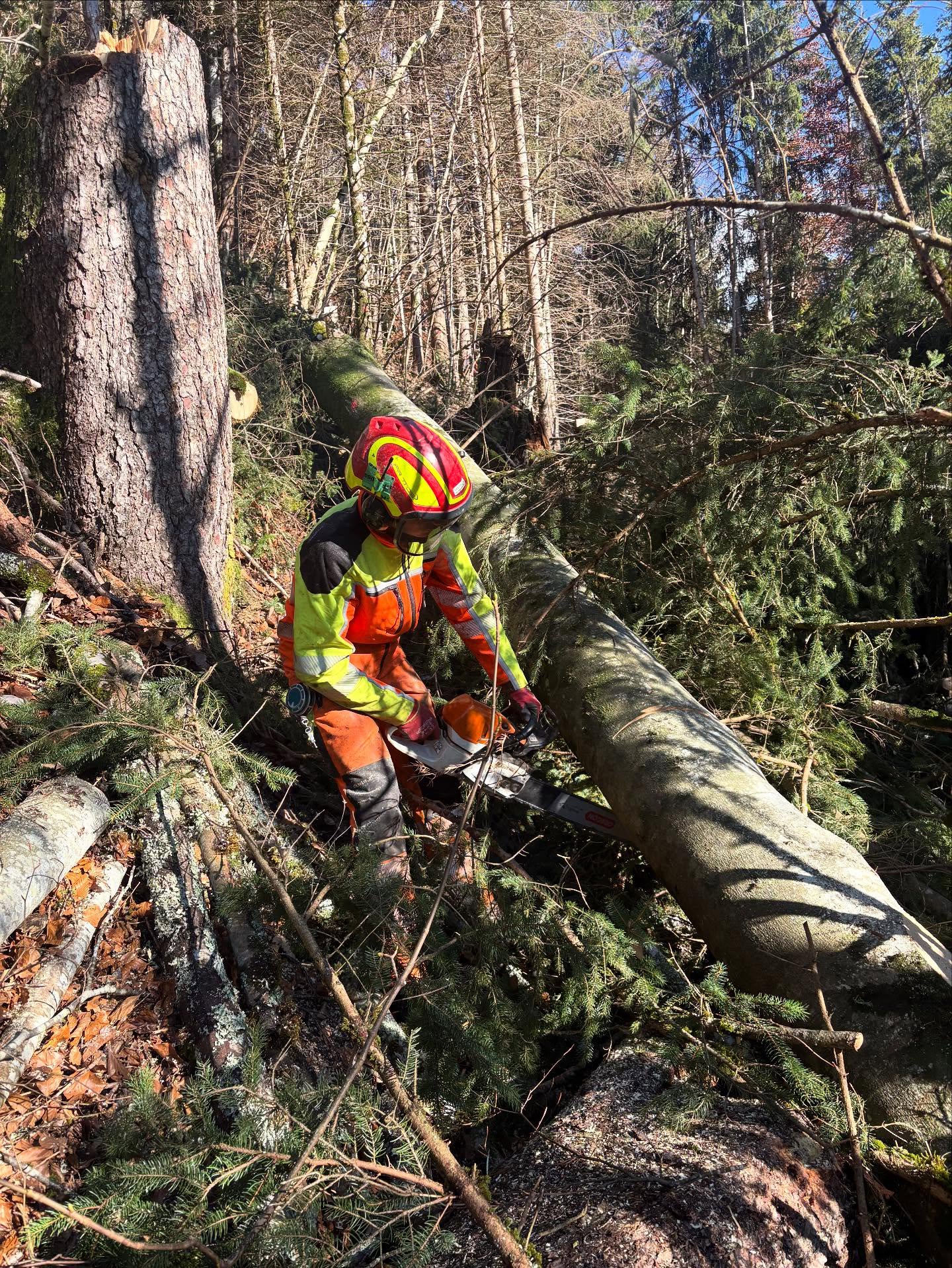 ๐ณ๐ณ๐๐ฒ๐ฒ๐ชต๐๏ธโ๏ธโ๏ธ