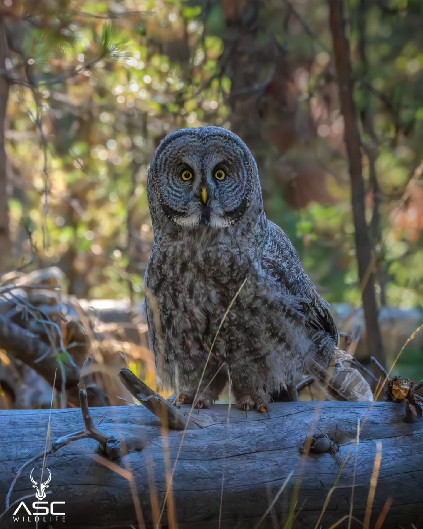 Just a great grey owl on a log that's about to fly straight over my head! What a moment! So awesome to watch them hunt.
Enjoy!
Photography by @ascwildlife
.
.
#wildlifephotography #naturelovers #greatgreyowl #ggo #wildlife #yellowstone