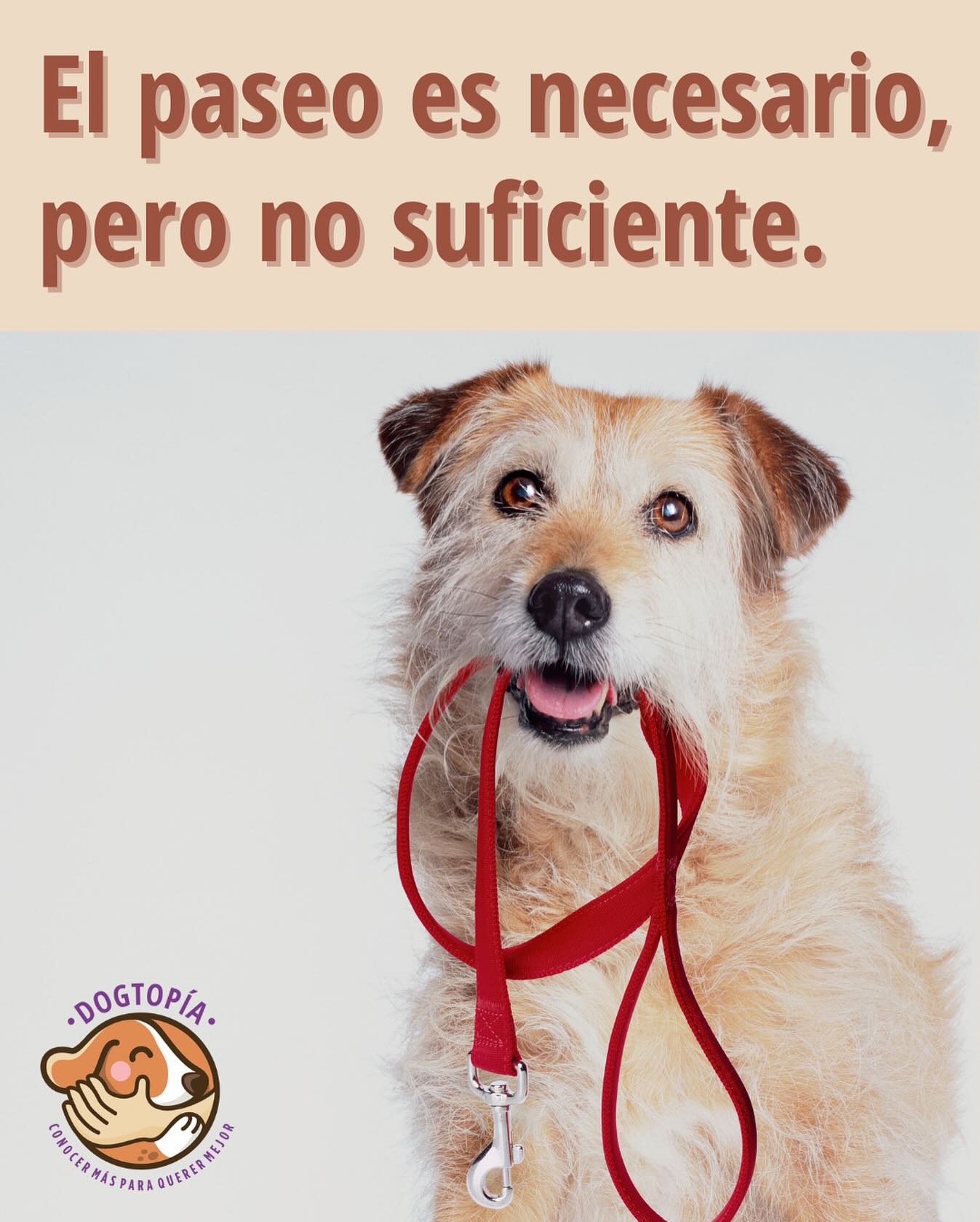 En el mundo del perro está idea de que el paseo es la navaja suiza: la herramienta mágica que arregla todo.
⠀⠀⠀⠀⠀⠀⠀⠀⠀
Que no se malentienda, el paseo es muy valioso. En la enorme mayoría de los casos cubre varias necesidades y aporta un montón. Nadie quiere quitarle mérito.
⠀⠀⠀⠀⠀⠀⠀⠀⠀
El problema aparece cuando pensamos que es lo único que hay que hacer. Que con sacar al perro un rato ya cumplimos con todo lo que necesita, y listo. Pero esa idea nos trae problemas.
⠀⠀⠀⠀⠀⠀⠀⠀⠀
Algunos puntos para tener en cuenta:
⠀⠀⠀⠀⠀⠀⠀⠀⠀
🧠 La mayoría de los paseos están pensados desde la mente humana, no la del perro.
Queremos “cansarlo” caminando más tiempo, más rápido, más lejos. Pero eso solo fabrica atletas que cada vez necesitan más ejercicio y se agotan menos.
El paseo debería ser lento, con correa larga, permitiendo movimientos naturales, exploración y uso de todos los sentidos para mapear el entorno.
🐾 Las necesidades sociales entre perros no se cubren con encuentros tensos y fugaces con correa corta.
Eso solo refuerza la idea de que acercarse a otros perros equivale a estrés, tensión y defensa.
🌪️ Si el paseo es la única actividad en la vida del perro, no nos sorprendamos si está llena de sobre-excitación, desborde, descontrol y exuberancia. Y tira de la correa como loco, no nos escucha, muestra reactividad o ladra sin parar.
Es imposible estar equilibrado cuando todas las necesidades se comprimen en un único momento cargado de presión. 🧨
¿Querés un perro más feliz en los paseos?
Primero mantenelo entretenido y satisfecho en casa.
⠀⠀⠀⠀⠀⠀⠀⠀⠀
Distribuí sus necesidades durante el día en actividades intencionales de enriquecimiento:
- Forrajeo
- Estimulación sensorial y cognitiva
- Masticación y lamido
- Juego social y entrenamiento
- Conexión social (con humanos y con perros que conoce)
- Necesidades conductuales propias de su especie y raza
- Descanso de calidad
⠀⠀⠀⠀⠀⠀⠀⠀⠀
Sacale presión al paseo,
y vas a empezar a ver otro perro,
tanto adentro como afuera de casa.