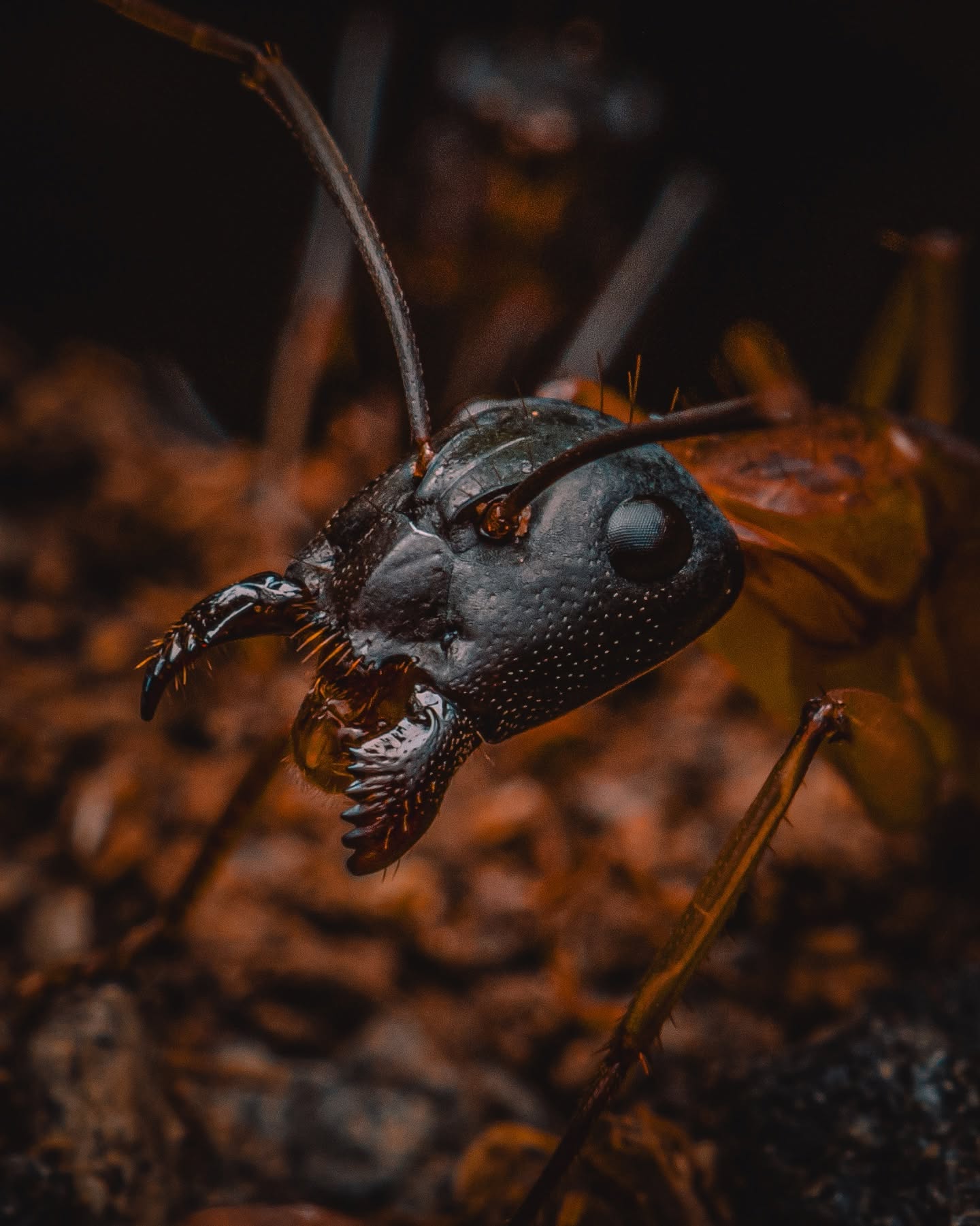 This Brilli-ant fella was a gi-ant! Guarding the entrance like a champ, and making sure there were no ant-ics while they ran about fr-ant-ic.
l might follow this up with an ant-hology called vibr-ant and transcend-ant.
Another pun filled irrelev-ANT photography post.
You’re welcome.
Believe me when I say there’s more 🤣
#ausgeo
#natgeoyourlens #natgeoyourshot
#ants #antsofinstagram #macro #nature #naturephotography #wildlife #wildlifephotography #cygnustechdiffuser #canon #canonr5markⅱ