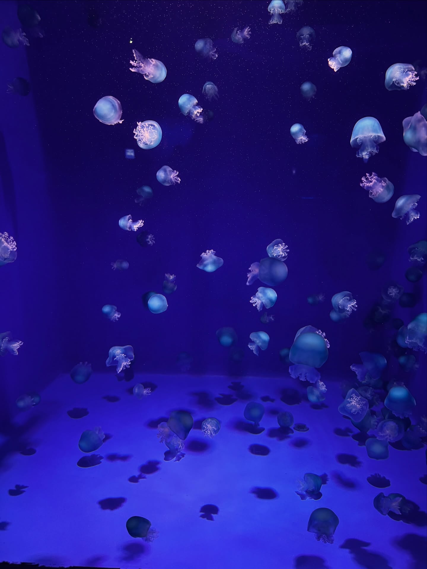 Day 19: Watching these jellyfish float aimlessly in a showcase at the aquarium was mesmerizing and provided a sense of calm today.
#daynineteen #november #thankfulchallenge #jellyfish #aquarium #calm #mesmerized #thankful #grateful #gratitude #blog #tasteoflife