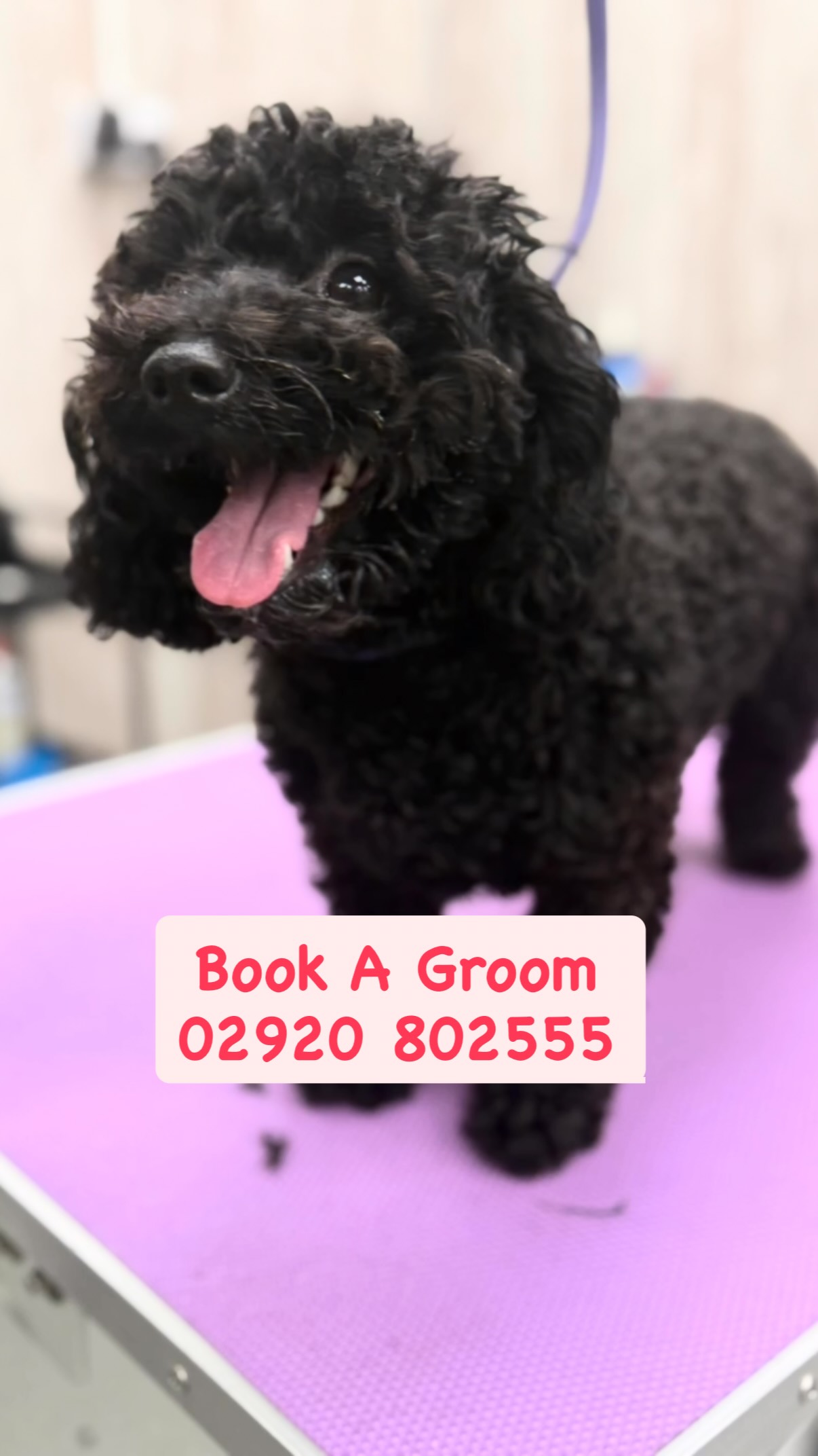 Scruffy Dogs Cardiff
Call 02922 802554
Or book at scruffydogs.net
47c Cardiff Road, just off Llandaff High Street
#cardiff #cardiffdogs #dogsofcardiff #PuppygroomCardiff #puppiesofcardiff #dogsofpontcanna #pontcanna #doggroomingcardiff #dogsofllandaff #dognailclippingcardiff #dogsofllandaffnorth #llandaff #llandaffnorth #whitchurch#dogsofwhitchurch #dogsofrhiwbina #dogwalkingcardiff #cardiffwales #dogharnesscardiff #dogdryrobecardiff #dogjumpercardiff #cockapoocardiff #puppygrooming #cockapoocardiff #southwalesdogs #cockerspanielcardiff #dogtreats #dryrobedog #Puppygroom