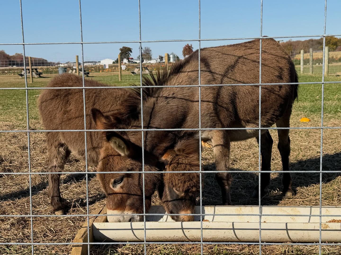 Lunch date for Willow and Dawn 💕
#MiniDonkey #BabyDonkey
#PickYourOwn #DogFriendly #MonroeTownship #PumpkinPatch #Pumpkins #PumpkinFarm #PumpkinPicking #NewJersey #RedWagonFarm #RedWagonFarmNJ #MiddlesexCounty #NJFun #NJPumpkinPicking #NJPumpkinPatch #NJFamily #FallFun #FarmLife #FallVibes #AutumnAesthetic #FallSeason #PumpkinSeason #OctoberVibes #HelloFall #FallFeels #AutumnVibes #FYP
