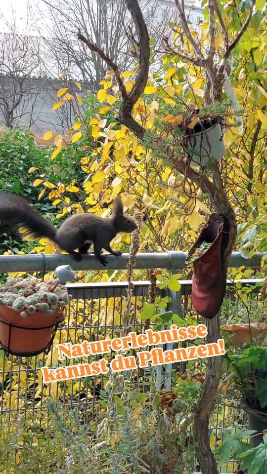 Naturerlebnisse kannst du pflanzen!
Eine begrünte Fensterbank Blumen und verschiedene Pflanzen auf Balkon und Terrasse holen die Natur näher zu dir!
Wildbienen 🐝die ein Nestbauen, Eichkatzerl 🐿, brütende Vögel , oder vor Regen Schutz suchende Spatzen 🐦, die gleich auch noch die Blattläuse 🦟vertilgen, ....
Was hast du schon so erlebt?
#naturerlebnisse #naturerlebnis #verenas_pflanzentanz #pflanzentanzen #aufmeinembalkon #fensterbankgarten #garteninwien #balkongarten #artenreicherbalkon #artenvielfaltambalkon #artenvielfaltinderstadt #wienerwildnis #wienstagram #ottakring #ottakringliebe #eichhörnchen🐿 #eichhörnchen