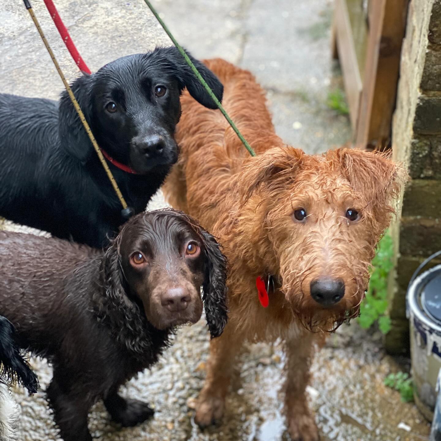 It’s a soggy doggy day
#dogwalker #dogwalking #dogtrainer #dogtraining #chalfontstpeter #chalfontstgiles #gerrardscross