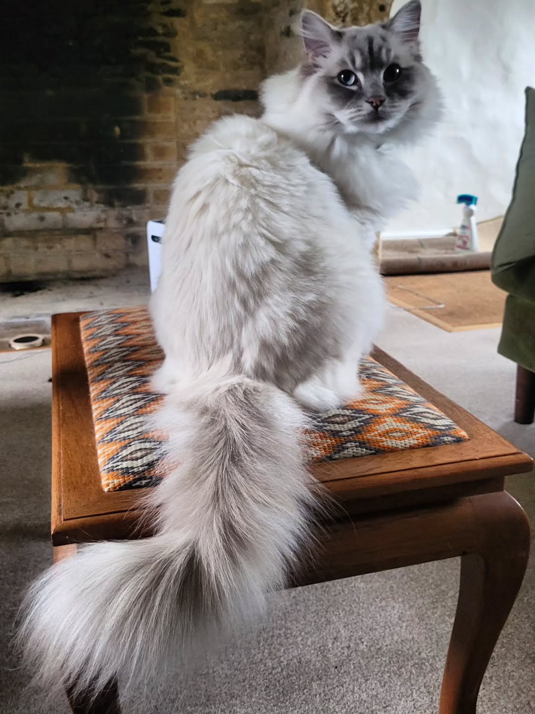 Went to visit my daughter and her beautiful cats this weekend. So fluffy!
#cats
#ragdoll
#visiting