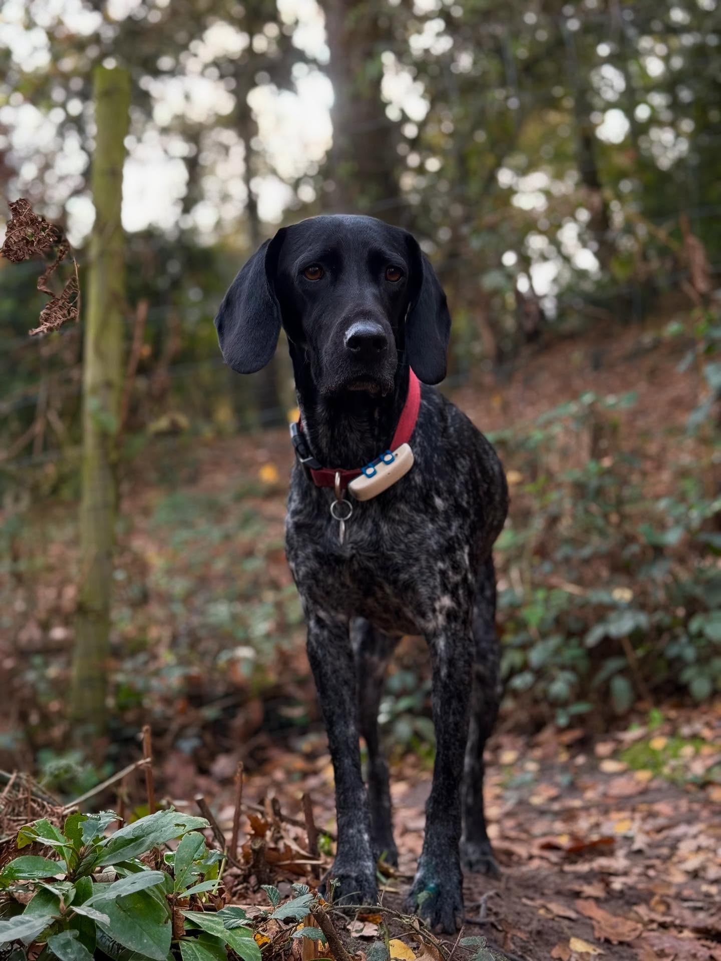 We have some posers in daycare today 📸🫣🐶🤎