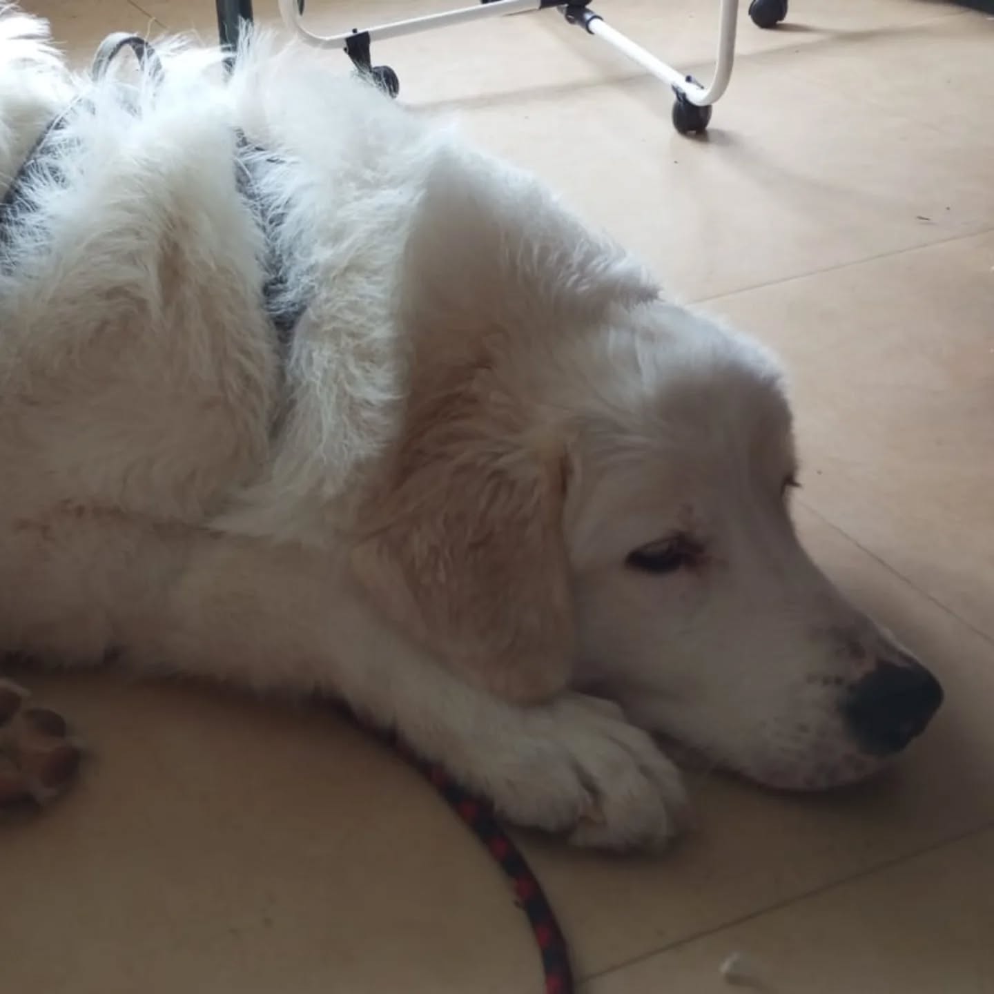 Yuki, Patou de 10 mois après une séance de socia calme avec Jasco et Leïtha. Travail de la frustration, des approches calmes et découvertes sociales.