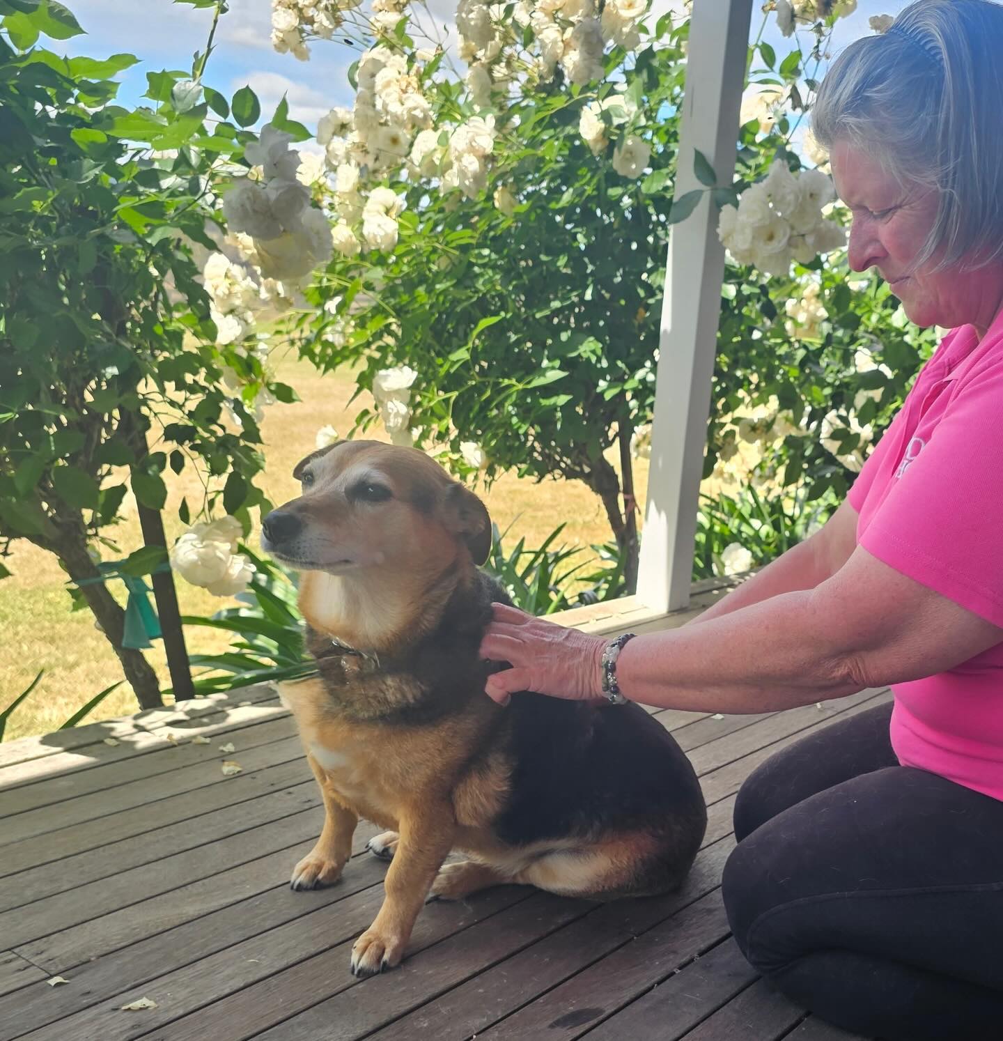 A beautiful spot for a massage, thanks Lola for being such a good girl 🩷
#dogmassage #caninemassage #cranialsacraltherapy #energyhealing #dogtherapy #macedonranges