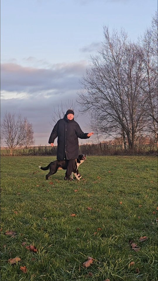 It feels like we’re finding each other more and more in sequencing. It’s so much fun, a bit addictive, really - when dog training turns into that feeling where every piece of the puzzle just seems to fall perfectly into place.
He amazes me every single time we train. Somehow, he operates on his own level - something I’ve never quite experienced before. Maybe it’s the foundations, maybe it’s his personality, or maybe it’s a combination of both. Either way, working with him is just pure happiness.
Navy and I have a very similar “language.” The only difference is that Navy doesn’t have layers of tempo, and Spud isn’t as intense - but he brings intensity in other ways. In many ways, they are so alike. They get frustrated by the same things, they cope with frustration the same way, they have the same look in their eyes, and they value the same things.
When I wanted a puppy so closely related to Navy, my wish wasn’t to get a dog just like him — that’s impossible. But I hoped he would carry some of the qualities I truly appreciate in training. And he does. I love that I can see so much of Navy in Spud, while Spud still gets to be his own individual. ❤️