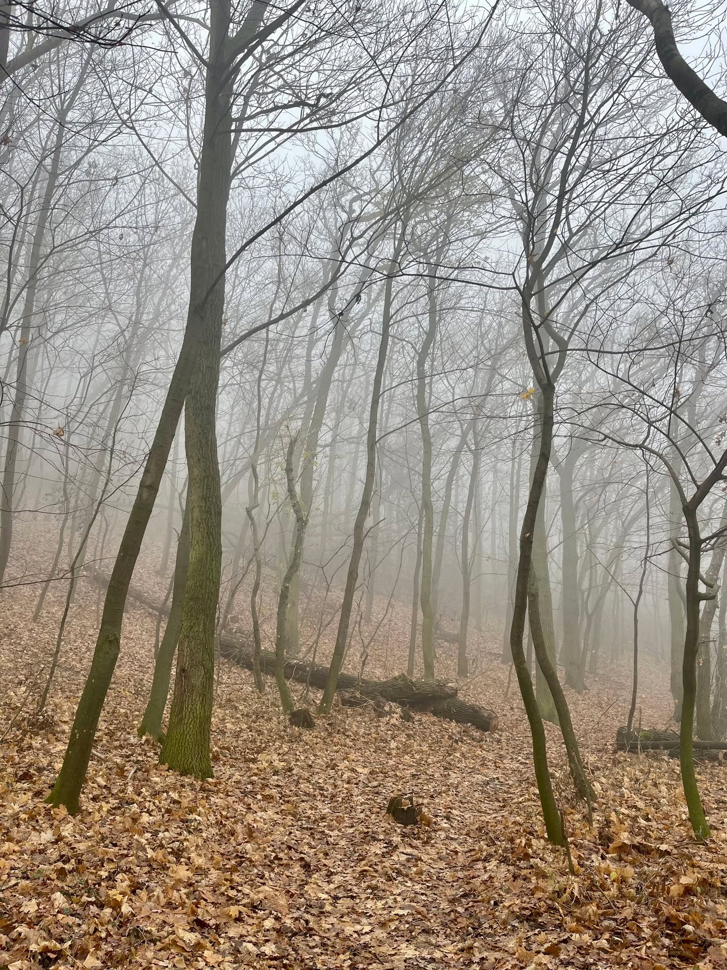 Lesní pěšinou - (c) Václav Kříž
.
#sebastianus #svatykopecek #svatykopecekmikulov #mikulov #nikolsburg #dietrichstein #vondietrichstein #morava #jiznimorava #südmähren #mähren #moravia #southmoravia #fall #autumn #listopad #herbst #november #mysterious #mystical #woods #wald #magisch #les