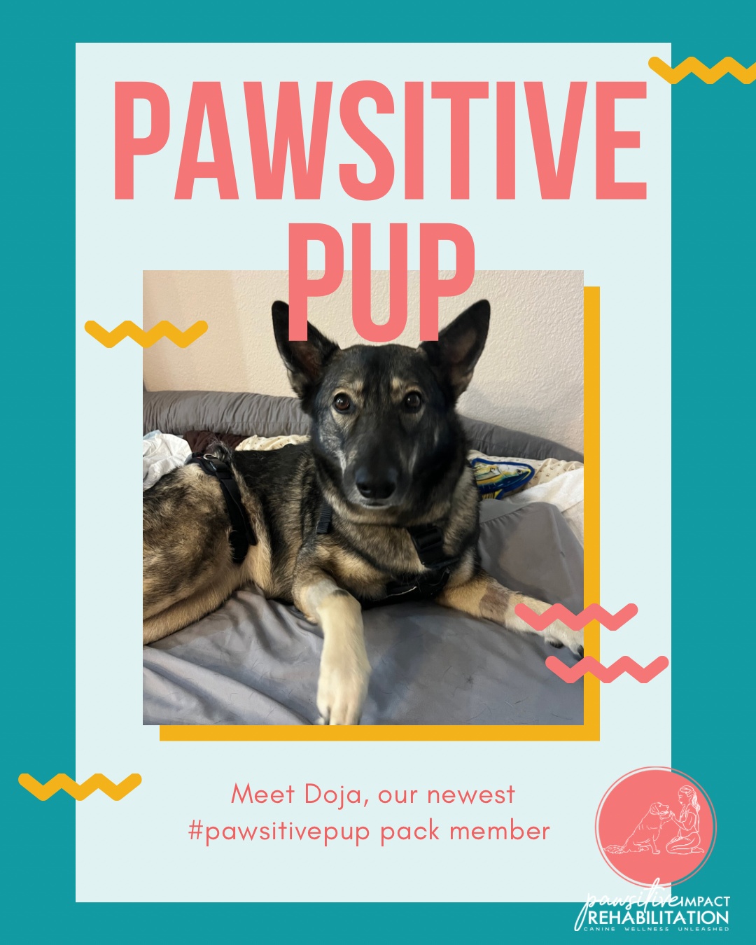 🌟 Welcome, Doja! 🌟
This brave girl joined us at Pawsitive Impact Rehabilitation after spine surgery, and she’s already making incredible strides in her recovery! 💪🐾 We’re so proud of her progress and can’t wait to see her continue to get stronger every day. 💖