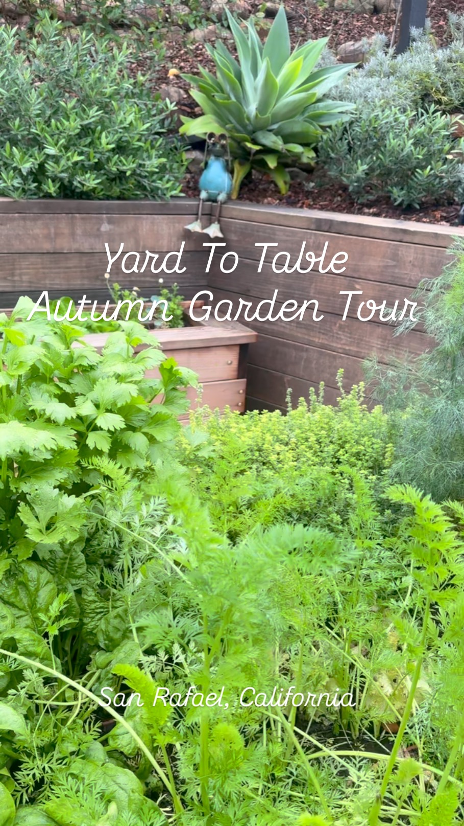 Check out this cool season garden at our San Rafael client's house! We've got broccolini, cauliflower, peas, sweet peas, flowers, violas, cilantro, carrots, celery, parsley, spinach, lettuce, kale, and more growing nicely. The rain and warm weather are giving it a great start. We look forward to bountiful harvests soon! #yardtotablemarin #marincounty #organicgardening #yardtotable #kitchengardens #growyourfood #organicgardens #ediblegardens #organicfood #sanrafaelcalifornia #backyardgarden #growfoodnotlawns #modernhomestead #suburbanhomestead #suburbangarden #coolseasongardening