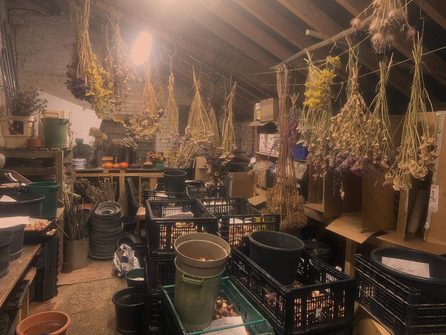 Inside the potting shed with tulip bulbs ready for planting