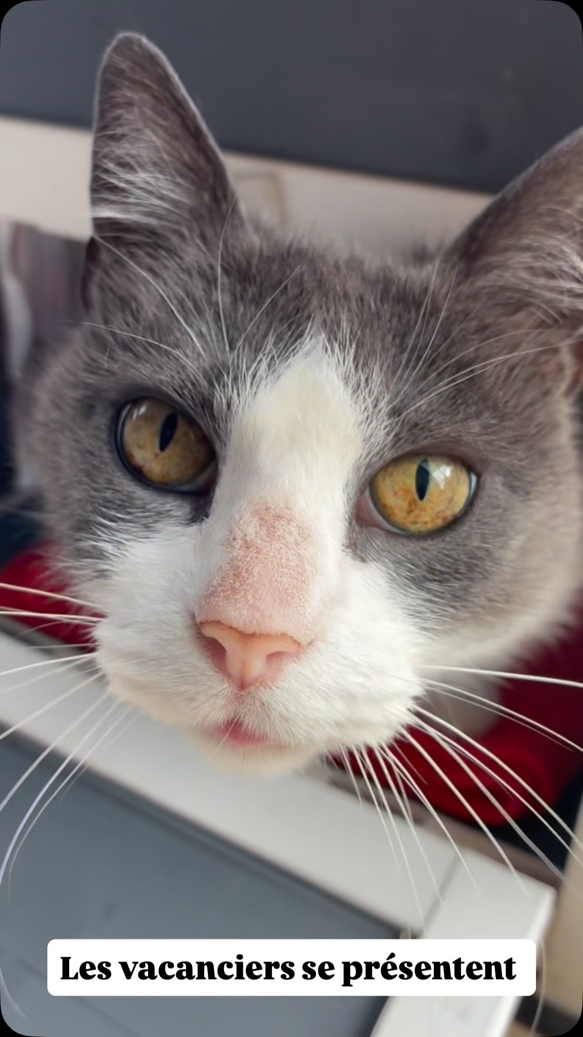 Présentation des chats en vacances de ces derniers jours 🥰
Et le votre, quels sont ses traits de caractère ? 🐱
#larecreduchat #aixenprovence #pensionpourchats #aixmaville #chat #hotelpourchats #cat #letholonet #passionchat #meyreuil