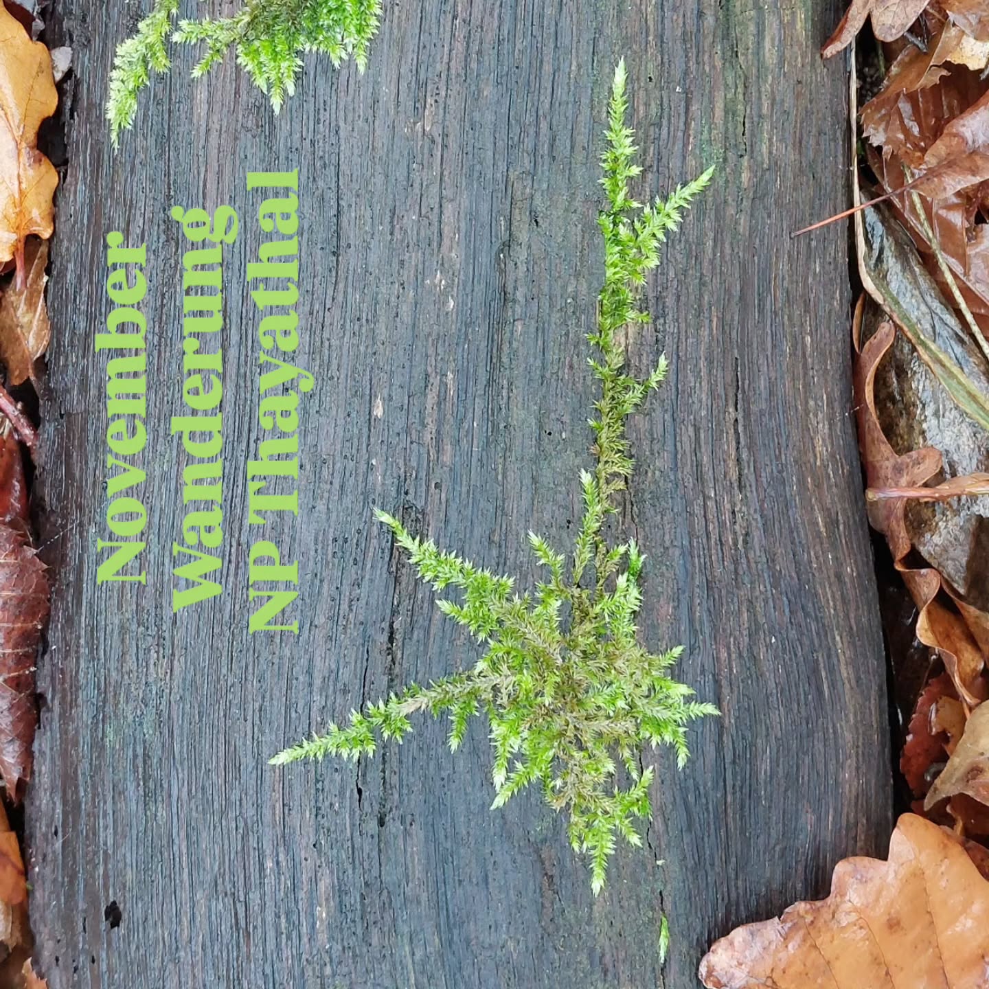 Unterhalb des Nebels durch den Wald und an der Thaya entlang.
Ein Tag off. Was für eine Wohltat.
Einsiedlerweg Np Thayatal
😝 Ja da hab ich vor lauter Bäumen den Wald nicht mehr gesehen... bei der Beschriftung der Bilder ist natürlich die Hyacinthe der falsche Name... es sind natürlich Cyclamen!
#verenas_pflanzentanz #pflanzentanzen #pflanzenbegegnungen #npthayatal #einsiedlerweg #hardegg #novemberstimmung #waldviertel #waldblumen #waldspaziergang #Naturerlebnisse #naturentdecken #waldstauden #schattengarten