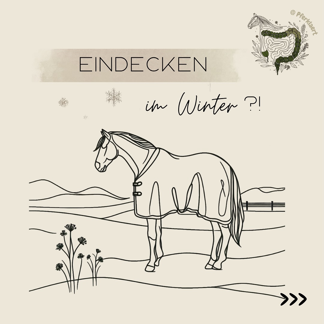 Jedes Jahr stehen Pferdebesitzer vor der Frage: Decke drauf oder Natur machen lassen? Eine Pauschalantwort gibt’s nicht, denn jedes Pferd ist anders. Deshalb bekommst du hier alles Wichtige rund um Thermoregulation, Deckenarten, Risiken & sinnvolles Eindecken – faktenbasiert, praxisnah und verständlich.
📌In den Slides findest du mehrere spannende Studien und eine praktische Checkliste, die dir helfen kann, die Eindeck-Entscheidung für dein Pferd zu treffen.
1️⃣ Grundlagen: Wie Pferde wirklich Wärme regulieren
Pferde haben ein extrem gutes Wärmeregulierungssystem. Gesunde Pferde halten ihre Körpertemperatur auch bei großen Schwankungen stabil. Ihr thermoneutraler Bereich liegt zwischen 5 °C und 25 °C – viel breiter als beim Menschen.
Während wir Menschen nur zwischen 20 und 35 °C keine Energie zum Wärmen brauchen, liegt der Wohlfühlbereich der Pferde zwischen 5 und 15 °C.
Erst unter –10 °C beginnt ein Pferd mit normalem Winterfell, durch Stoffwechselaktivierung zusätzliche Wärme zu produzieren. Bei –15 °C wird es kritisch.
Wichtige Wärmespender des Pferdes:
👉🏻Winterfell + Piloerektion (Haare aufstellen = bis zu 30 % mehr Isolation)
👉🏻Talgschicht = natürlicher Regen- & Nässeschutz
👉🏻Stoffwechselwärme durch kontinuierliche Raufutteraufnahme
👉🏻Körperfett als Isolator & Energiereserve
👉🏻Blinddarmverdauung, erzeugt enorme Wärme
Seit der Sommersonnenwende am 21. Juni regelt die Tageslichtlänge den Fellwechsel.
Bei warmem Herbst wird das Fell kürzer, bei kühlem Herbst wird es bis zu 30 % dichter als das Sommerfell.
📌Und: Abkühlen ist für Pferde schwieriger als Aufwärmen. Sie sind evolutionär eher auf Kälte als auf Hitze ausgelegt. Deswegen finde ich es auch immer so ironisch, wenn Pferde im Sommer auf der Weide in der prallen Sonne ohne Unterstand stehen, aber im Herbst schon in die dickste Decke eingepackt werden 🙃
Körpertemperaturen:
Die Windsituation ist auch wichtig:
• 5 °C und 30 km/h Wind = gefühlt –5 °C
• 0 °C + Wind + Regen = massive Auskühlung
⬇️ In den Kommentaren geht es weiter ⬇️