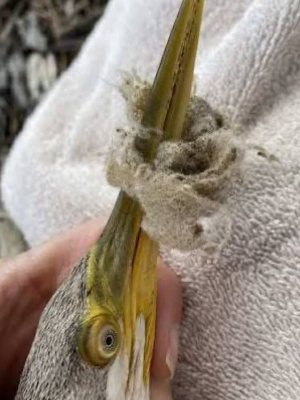 🎙️ I was Interviewed on BBC Radio this morning about the upcoming Wet Wipe Ban finally!
📅 Wales: coming into effect December 2026
📅 England: Spring 2027
I’ve been campaigning for this for years. I started a petition at the Senedd three years ago and I mention wet wipes in every talk I give. They cause huge blockages, destroy ecosystems and wildlife, and cost hundreds of millions to clean up — a cost we all share.
And remember: even “biodegradable”, “plant-based” or “plastic-free” wipes do NOT break down easily.
🚫 No wet wipe should ever be flushed.
🗑️ Always bin your wet wipes.
We can hold big polluters to account — but we can also make a real difference right from our own homes. 🌍💚
Angela Jones 🙏x #savethewye #wildswimming
#WetWipeBan
#BinDontFlush
#StopTheBlock
#ProtectOurWaterways
#PlasticPollution
#Microplastics
#WildlifeProtection
#CleanSeas
#EnvironmentMatters
#actfornature #wildlife #protect #waterislife