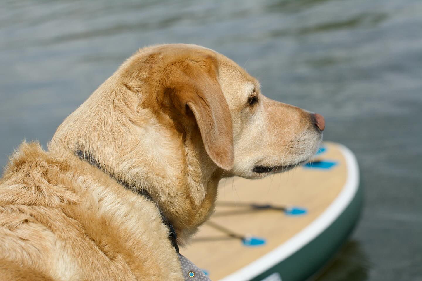 Happy Birthday to Maggie Mag! 9 years old today 🎂
.
#partoftheteam❤️ #adventurenene