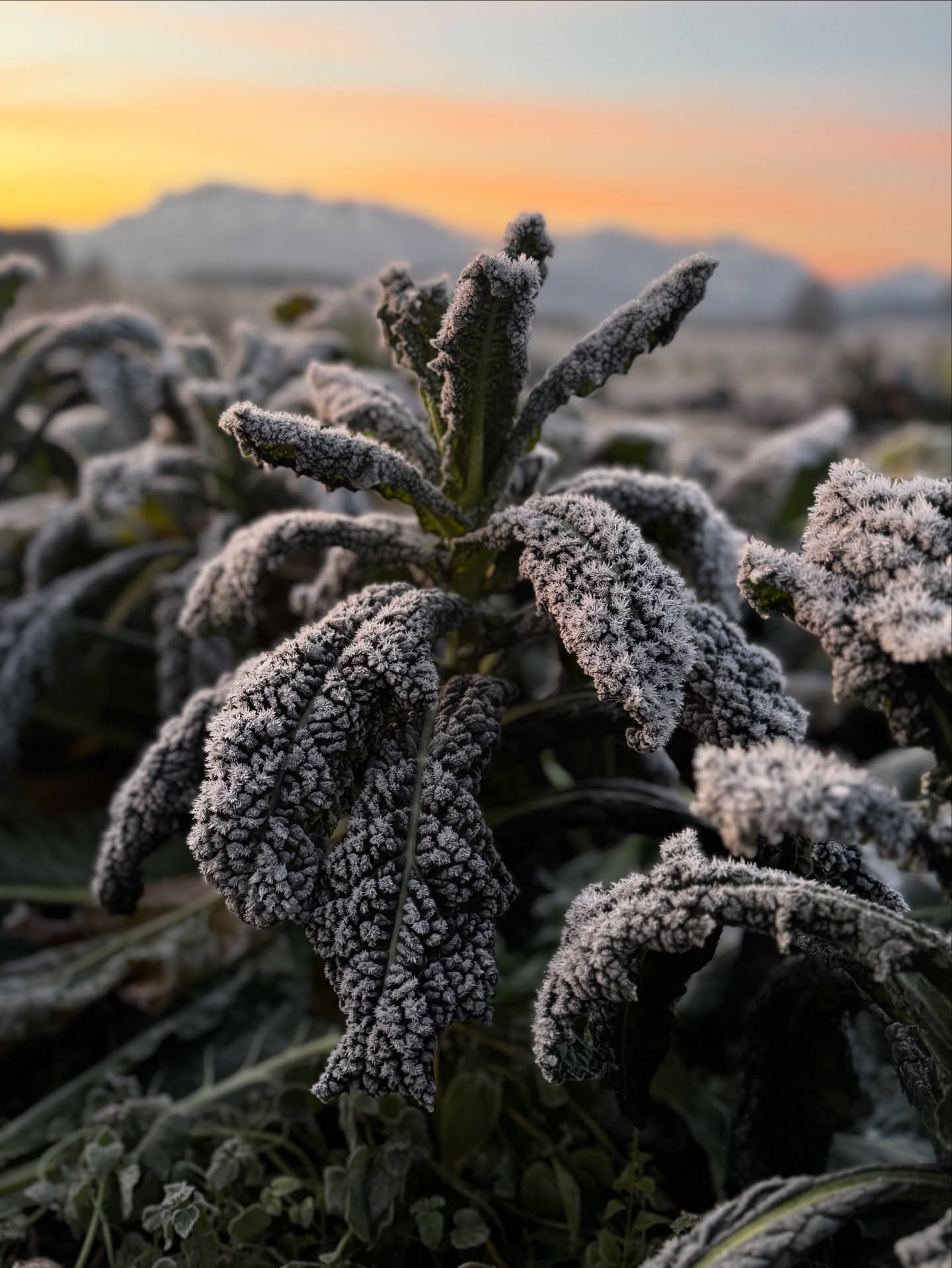 Frostnächte❄️❄️
.
.
#frost #kristalle #wintergemüse #palmkohl #winterhart