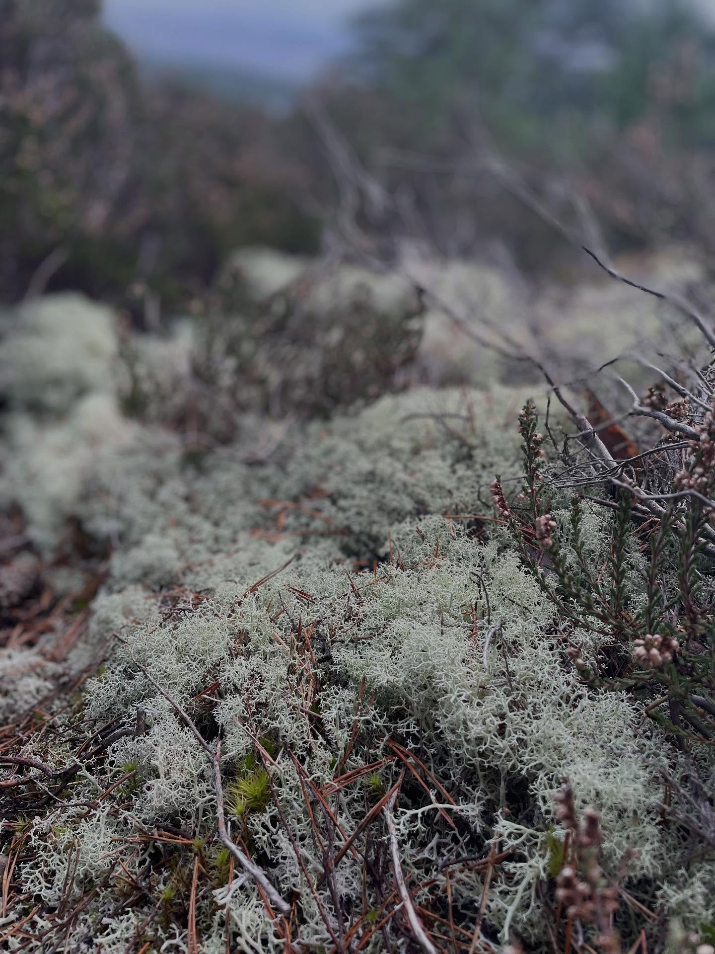 Oakmoss - or as I like to call it, Nature’s Tinsel ❤️ thrives in clear-air environments. Also used in the perfume industry to help “fix” scents to the skin! We see tonnes of it on our walks this time of year 🌻🐾