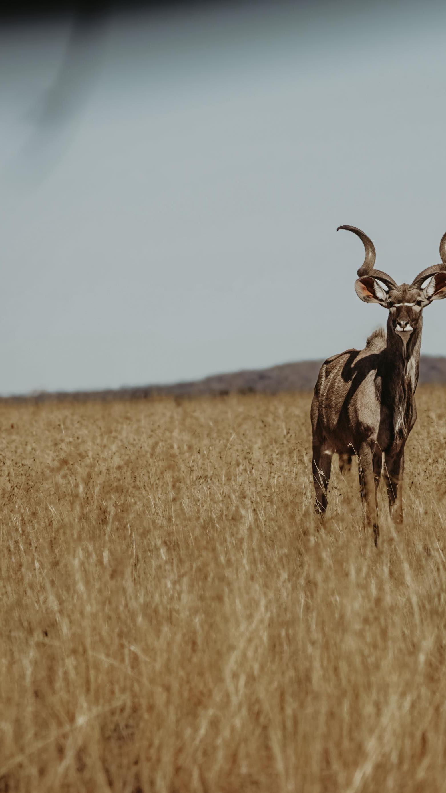 What to expect on retreat with us at Namaskar African Retreats 🤎
#yogaretreat
#wildliferetreat
#yogasafari
#southafrican
#travelshorts