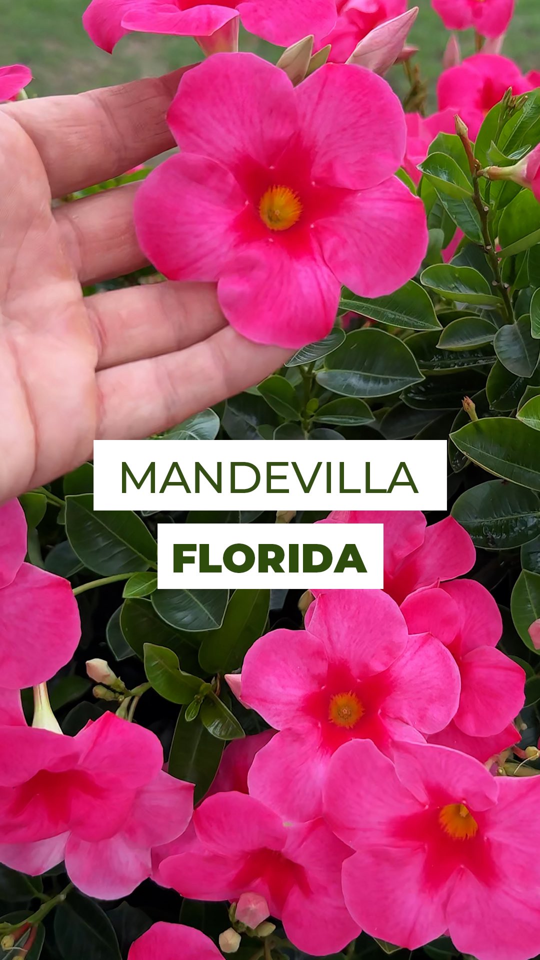 Quer flores o ano todo? A Mandevilla entrega 🌸
Nativa do Brasil, ela ama sol e quanto mais luminosidade, mais botões aparecem.
E pra segurar esse espetáculo, um truque é usar um bom adubo, além de deixar o solo fofinho, ter uma boa drenagem e realizar regas pela manhã.
Com os cuidados certos, ela vira um verdadeiro show de cores!
E ai, como está sua Mandevilla?
Comente aqui 👇
#mandevilla #dipladenia #flor #flores #flowers #jardinagem #jardim #flowerlovers #paisagismo #florida #greenlovers #vasoscomflores #natureza #decorverde #brasil #floresdobrasil #florestropicais #jardimemcasa #paisagismobrasil #mandevila