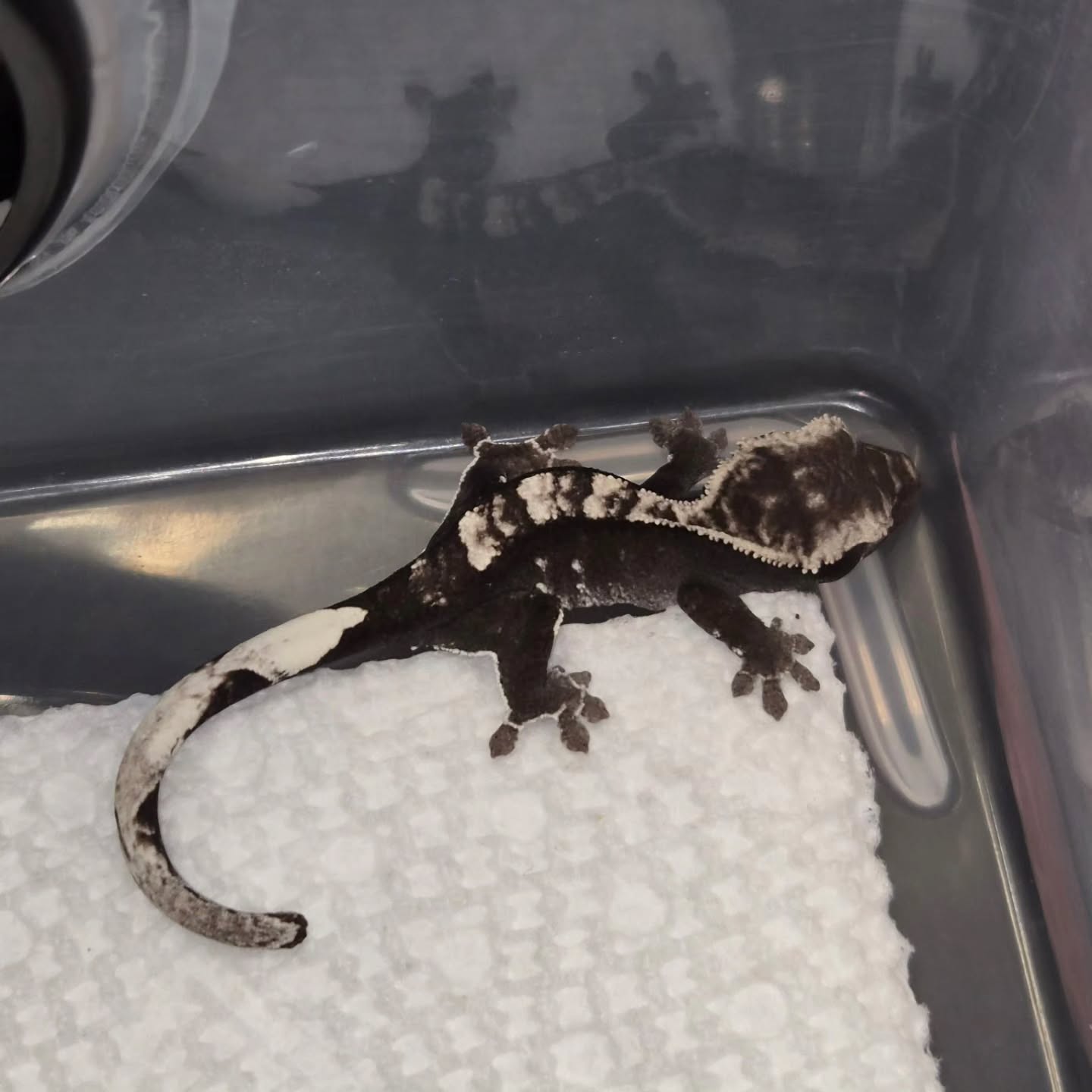 Happy Friday everyone! Hopefully y'all are enjoying it has much as we do! Check out this little one that just popped out for a friday surprise! 🔥 😊
#crestedgeckos #crestedgeckosofinstagram #crestedgecko #reptiles #reptilelover #reptilesofinstagram #axanthiccrestedgecko #axanthic #happyfri̇day